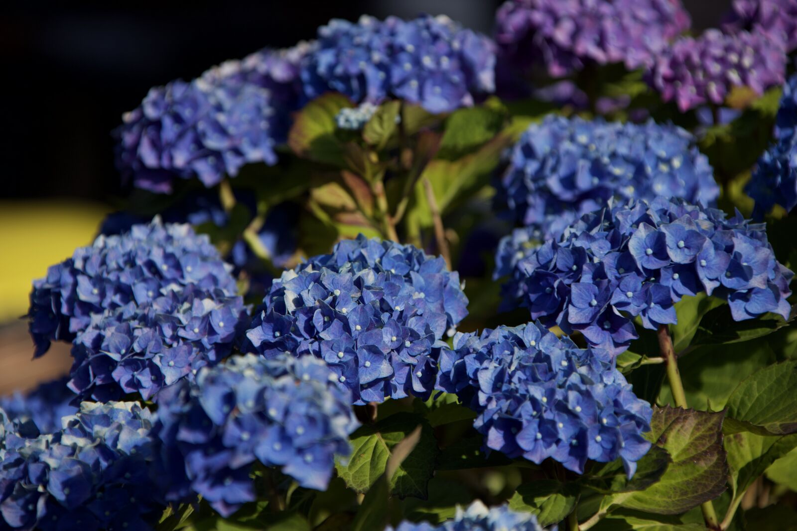 Canon EOS 6D Mark II sample photo. Rhododendron, summer, bloom photography