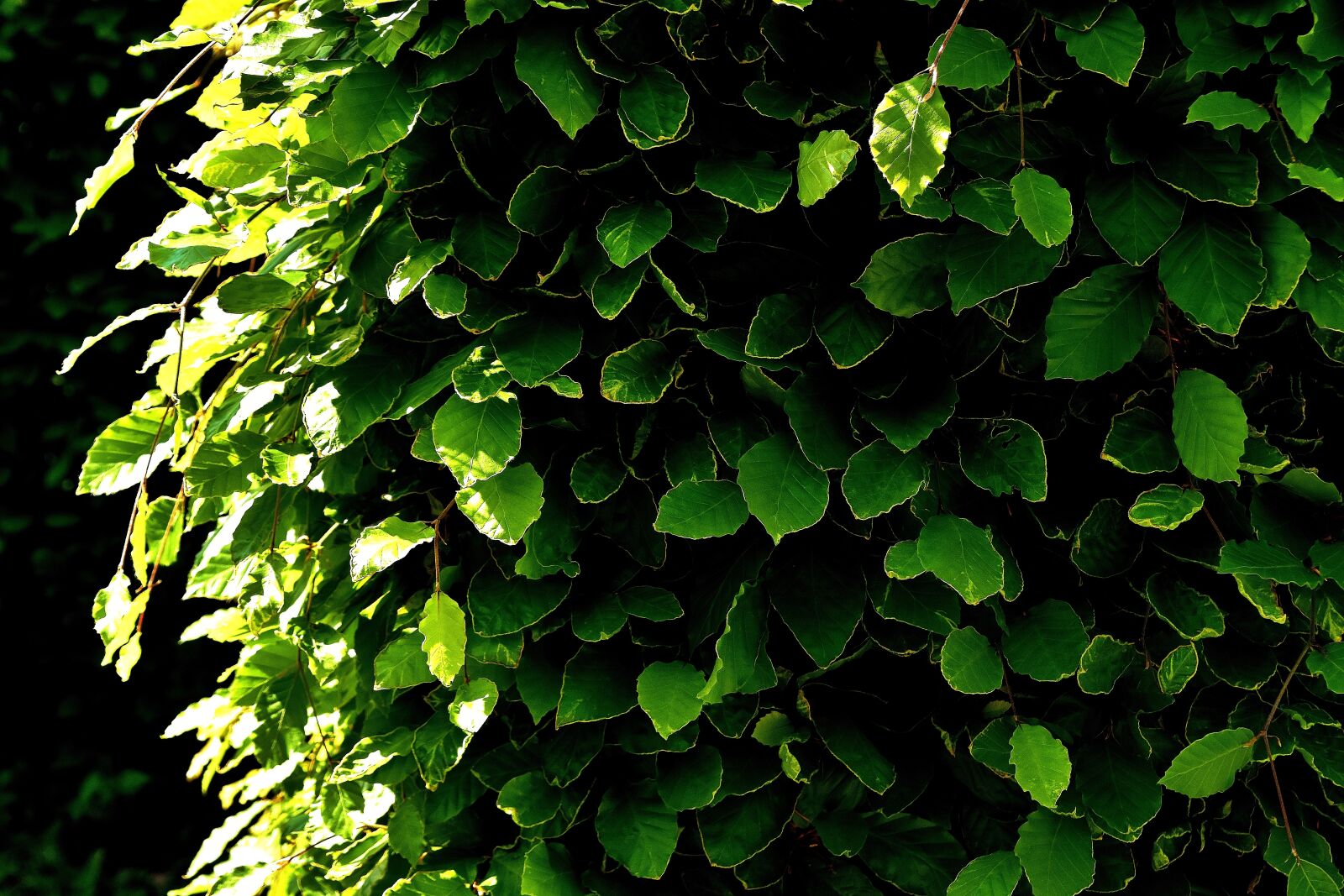 Nikon D7200 sample photo. Hedge, leaves, plant photography