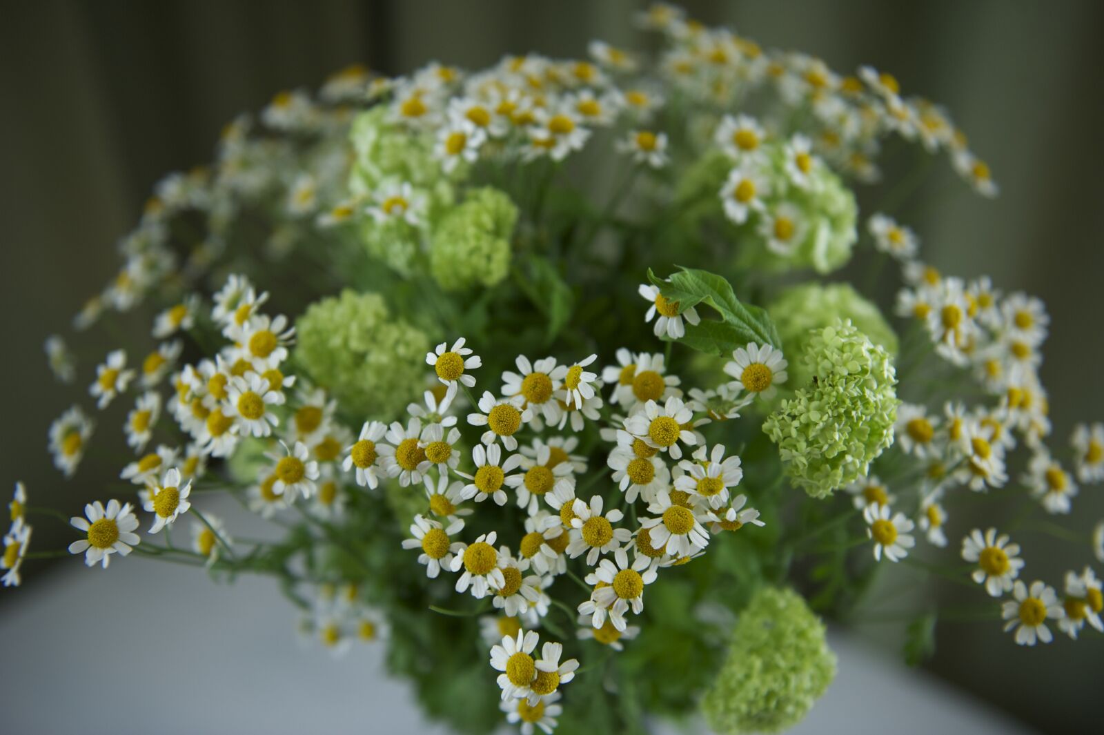 Nikon D3S sample photo. Flowers, green, white photography