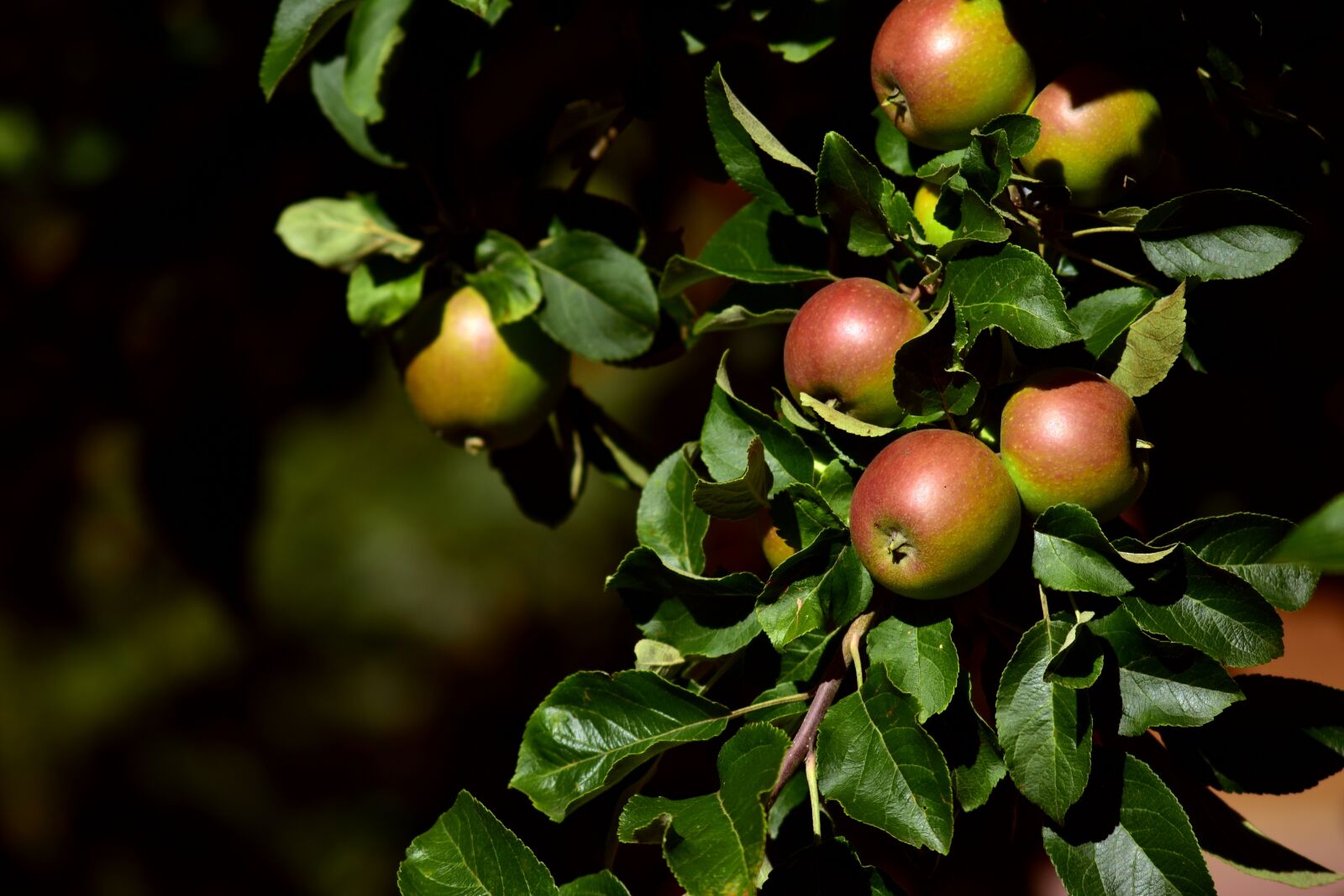 Nikon D750 sample photo. Apple tree, apple, branch photography