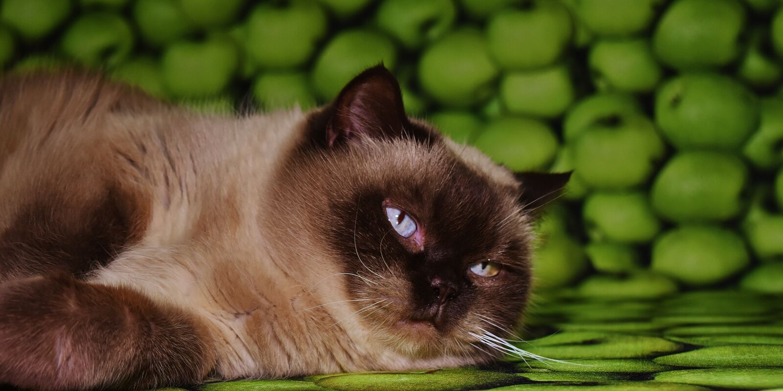 Nikon D7200 sample photo. Domestic cat, cat, british photography
