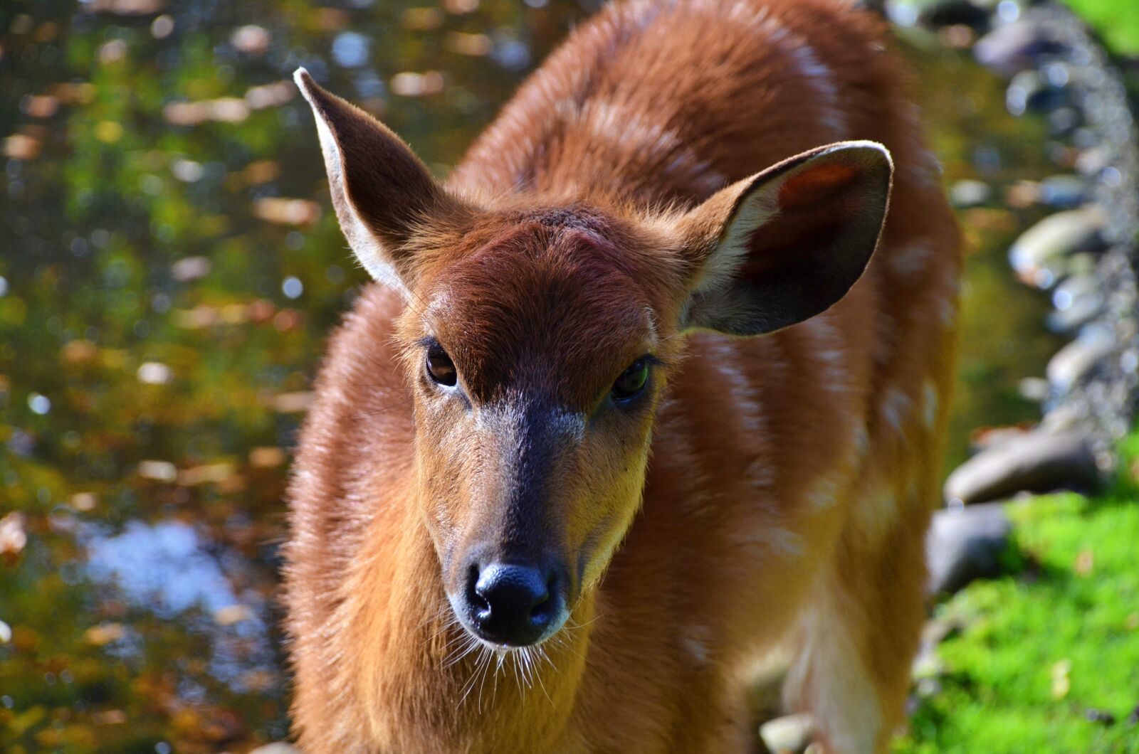 Nikon D7000 sample photo. Nature zoo in rheine photography