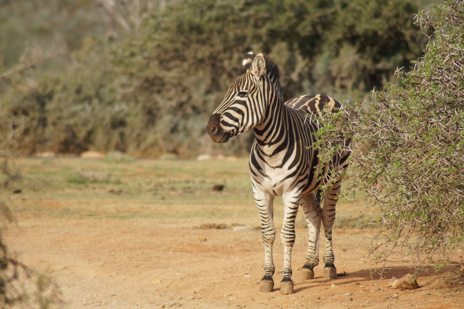 Sony SLT-A58 sample photo. Zebra, wilderness, africa photography