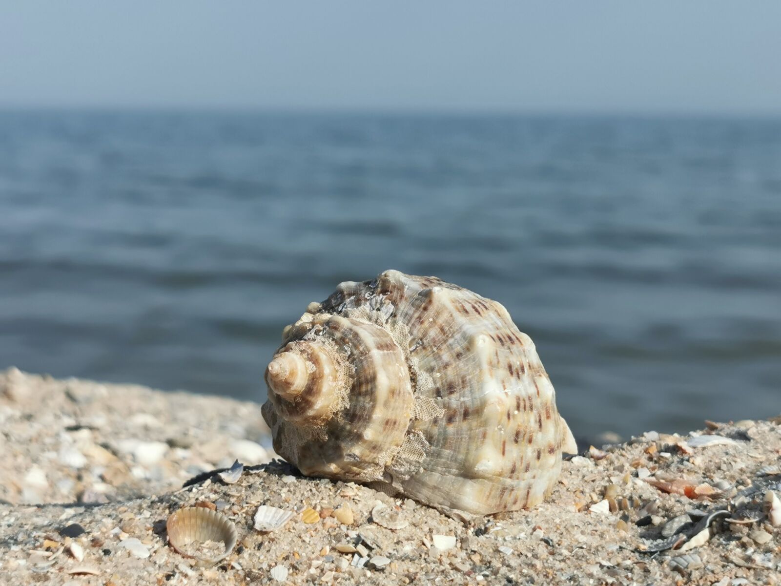 HUAWEI P30 Pro sample photo. Shell, sea, sand photography