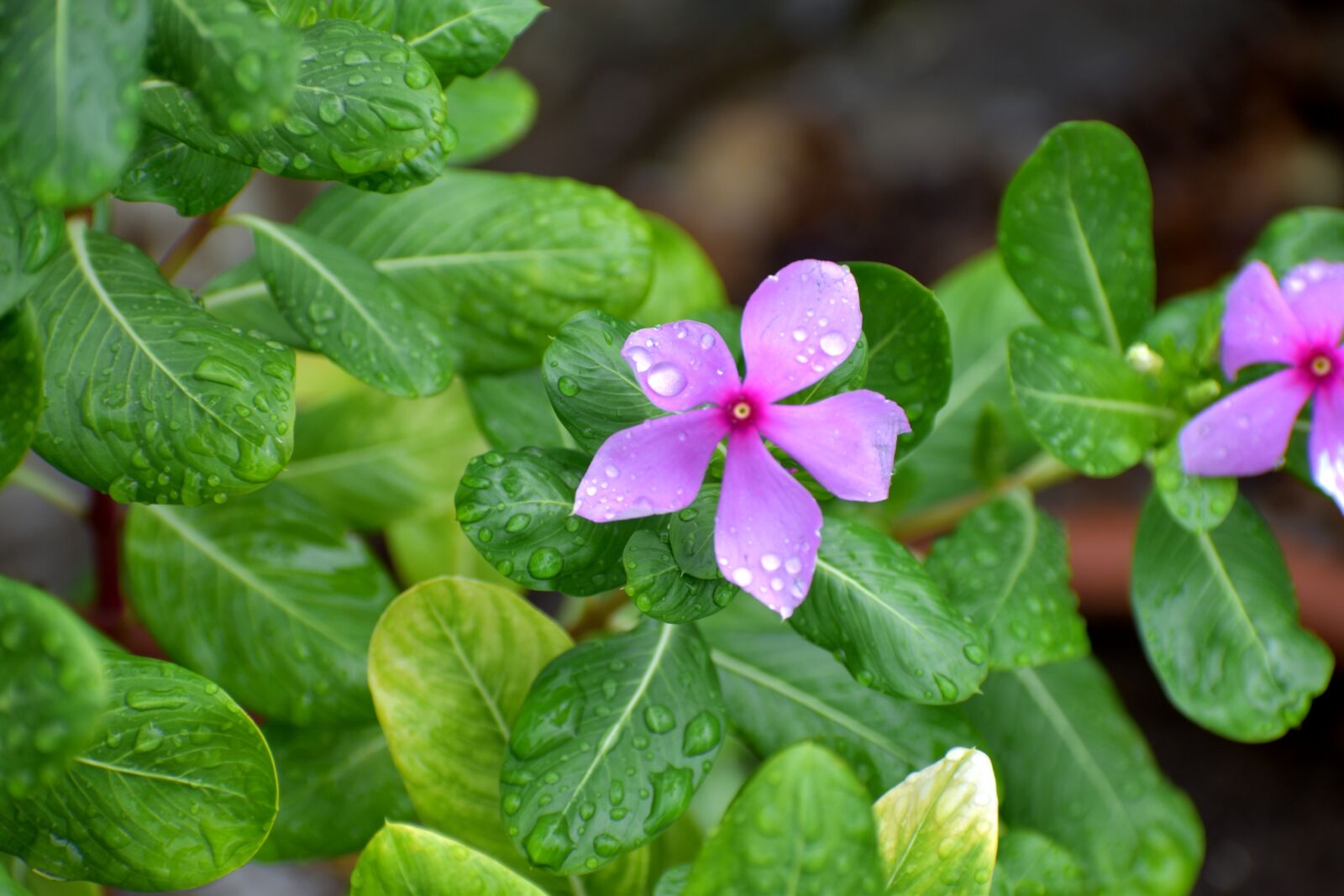 Nikon D5600 sample photo. Periwinkle, flower, purple photography