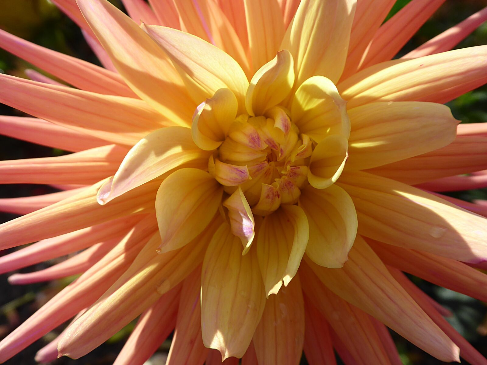 Panasonic Lumix DMC-ZS50 (Lumix DMC-TZ70) sample photo. Dahlia, flower, yellow photography