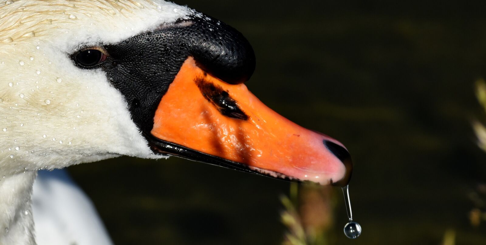 Nikon D7200 sample photo. Swan, water bird, nature photography