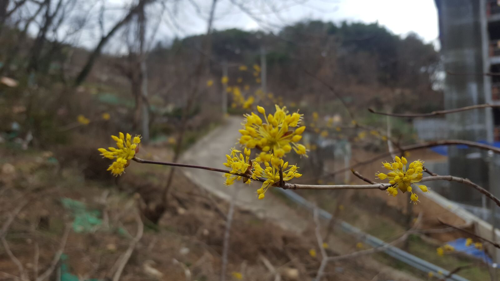Samsung GALAXY S6 edge sample photo. Back acid, cornus, march photography