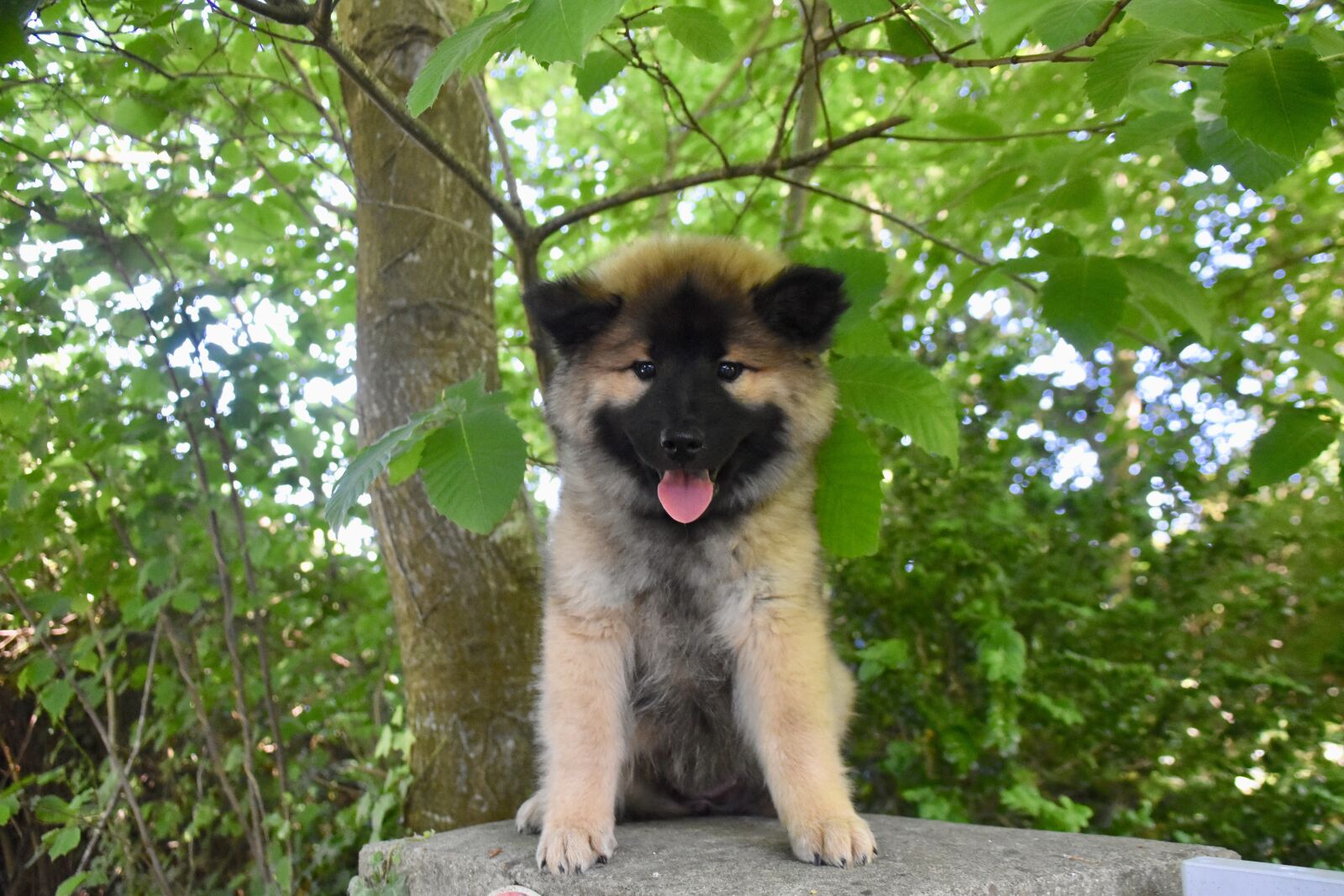 Nikon D5600 sample photo. Dog, pup, eurasier puppy photography