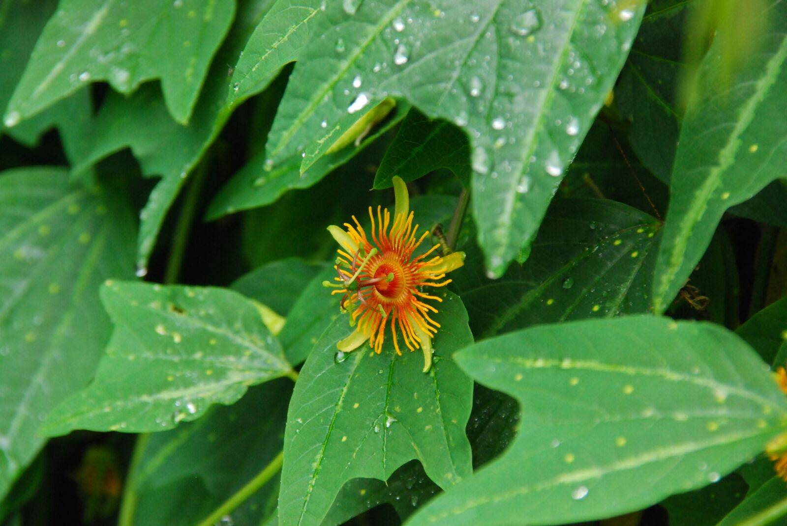 Nikon D80 sample photo. Passion flower, blossom, bloom photography