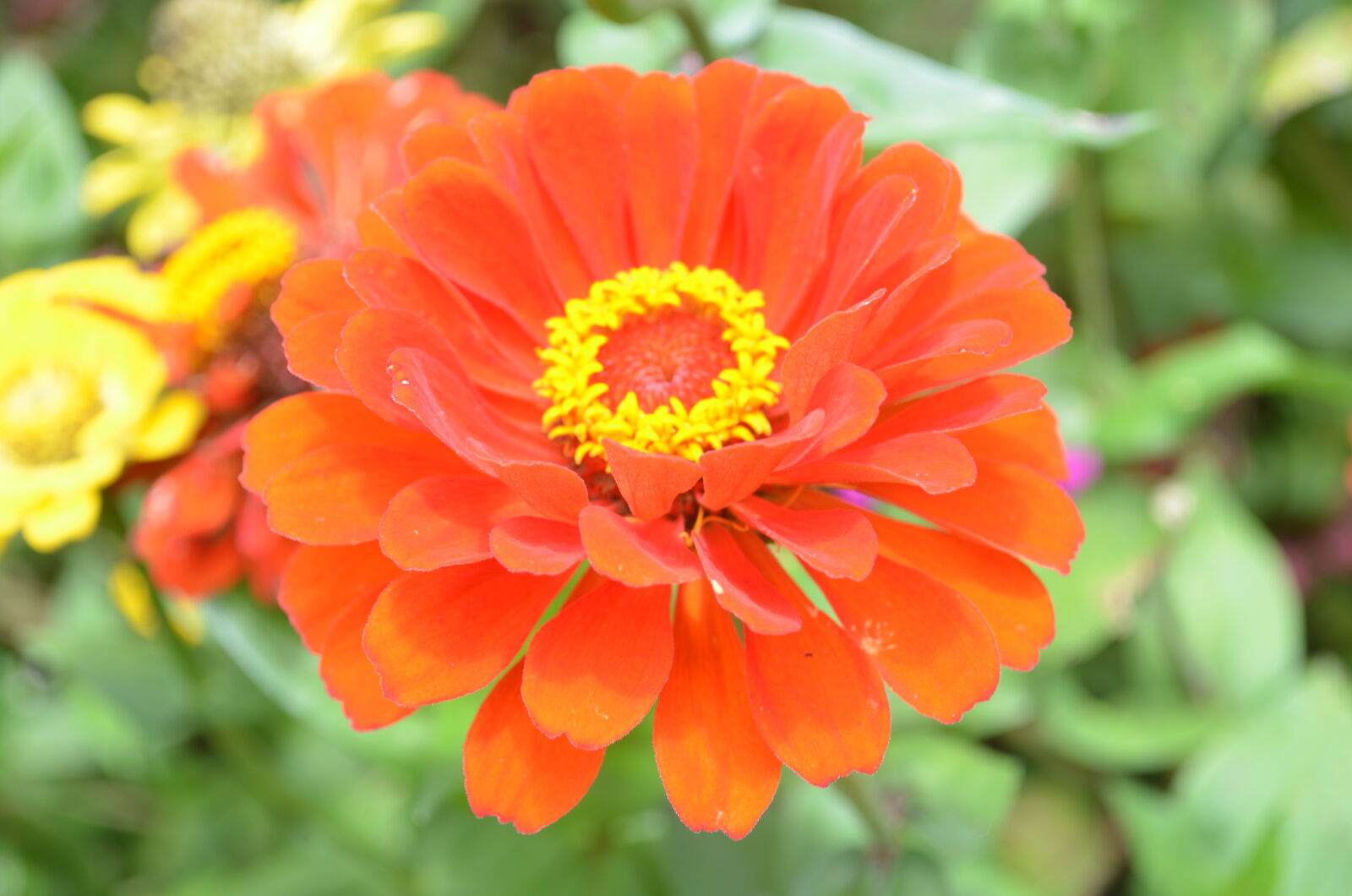 Nikon D5100 sample photo