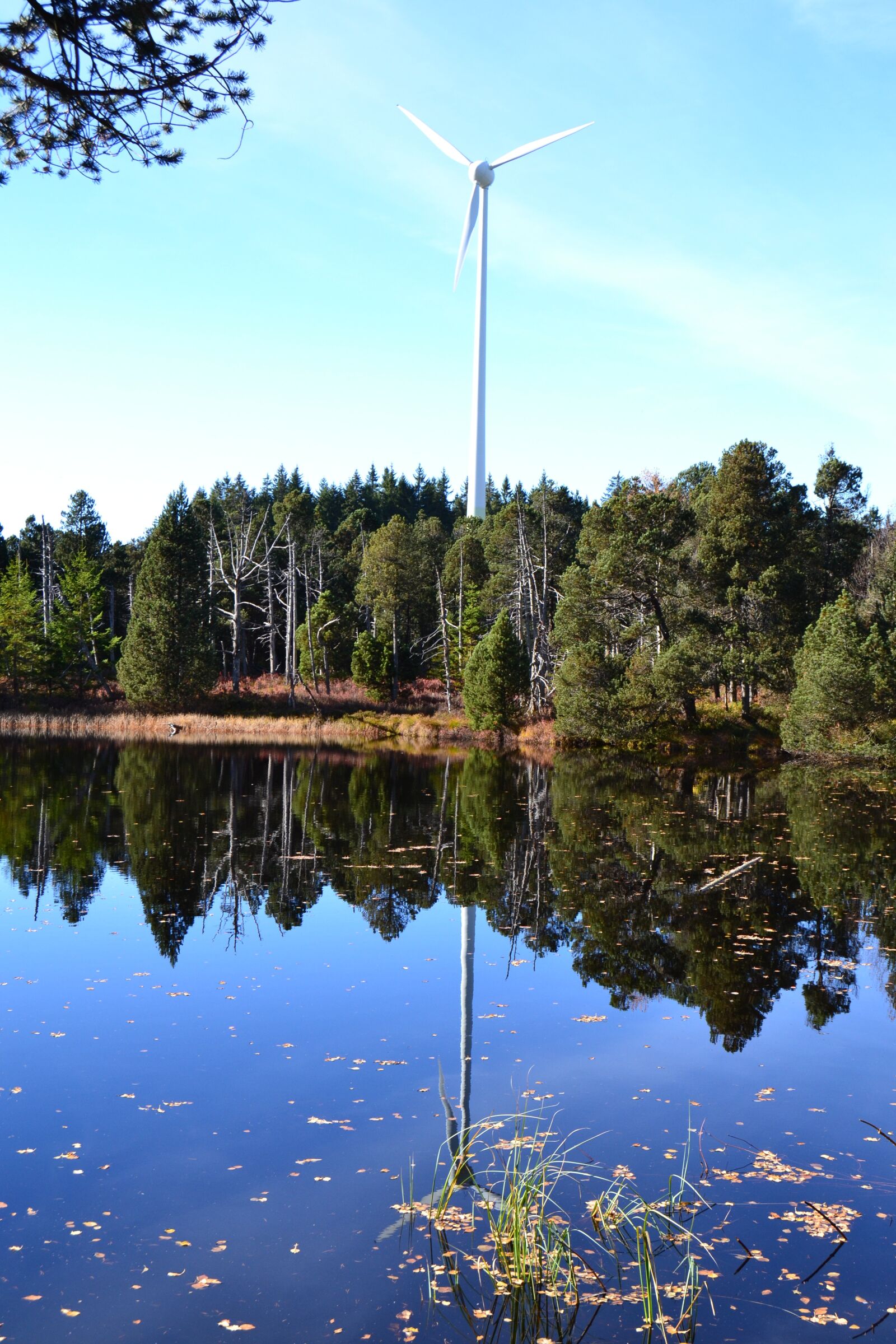 Nikon D3100 sample photo. Moor, blind lake, schonach photography