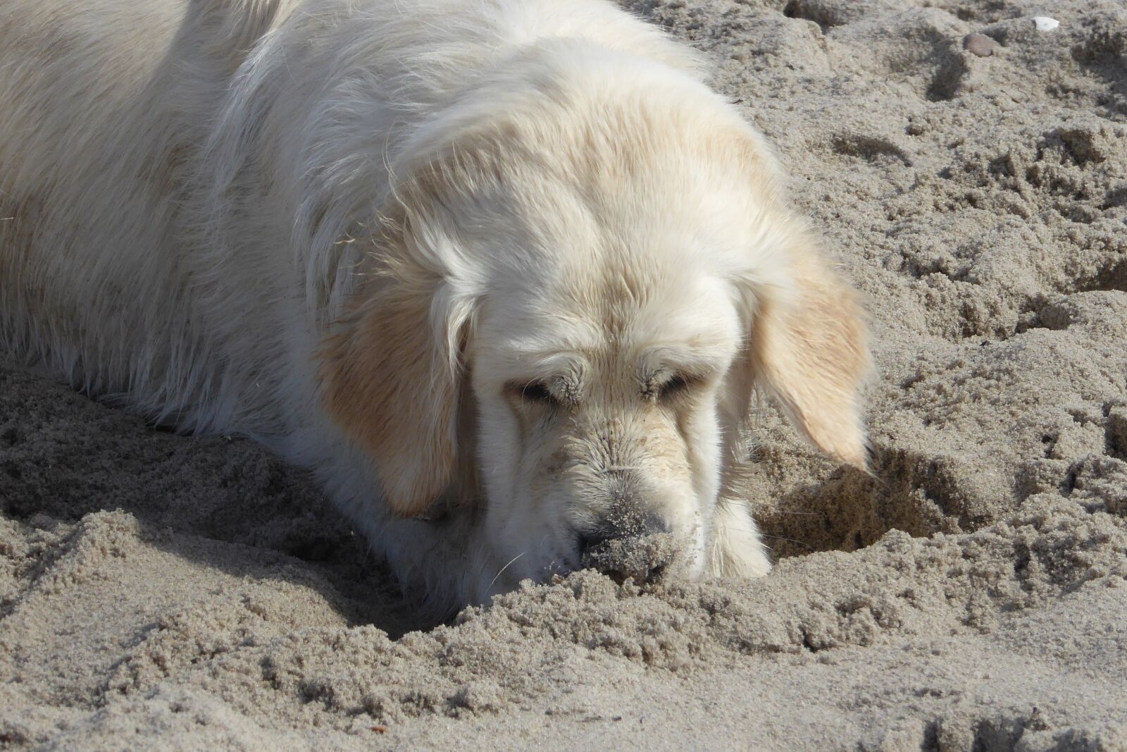 Panasonic DMC-TZ61 sample photo. Golden retriever, dog, beach photography