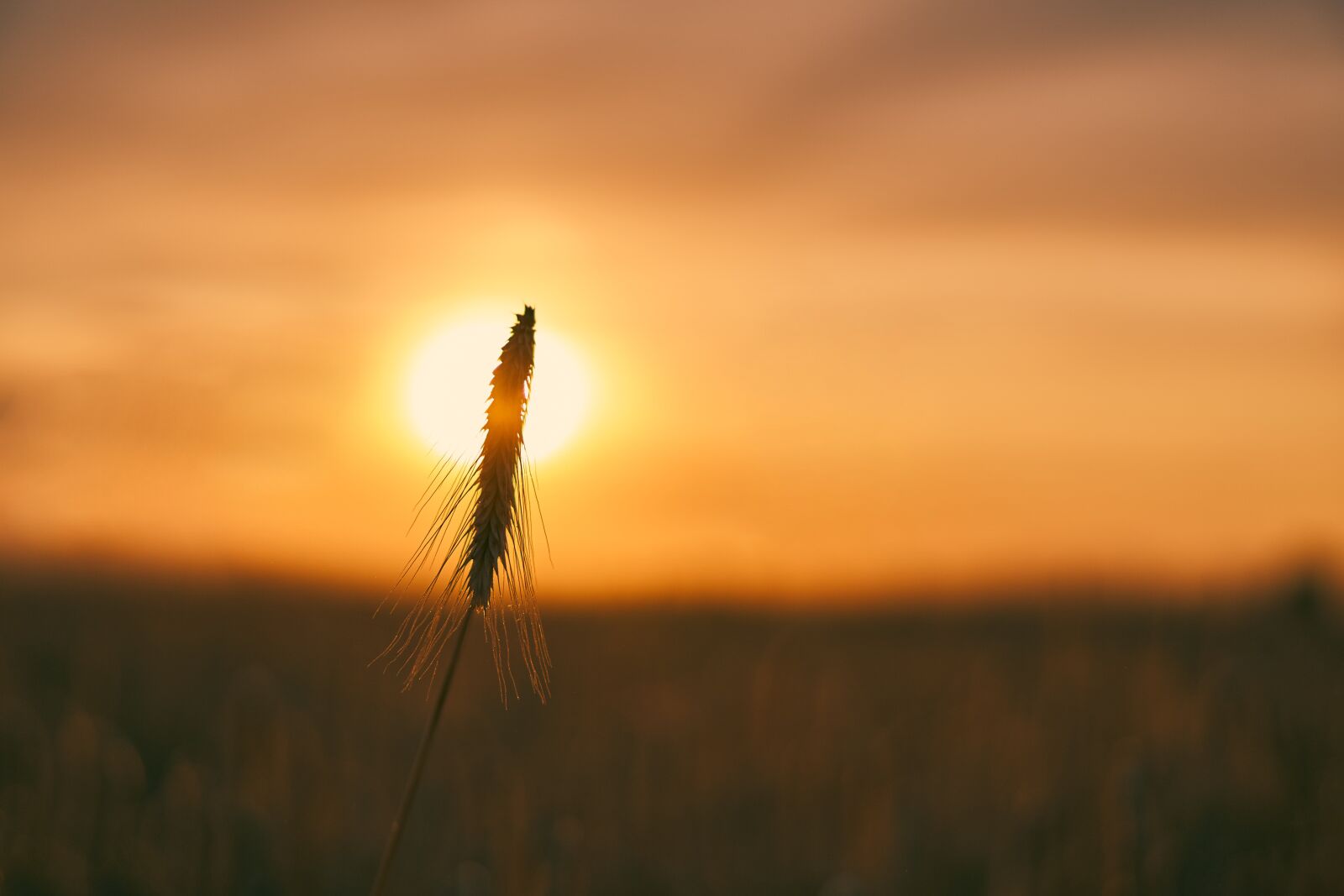 Sony E 50mm F1.8 OSS sample photo. Cereals, sun, sunset photography