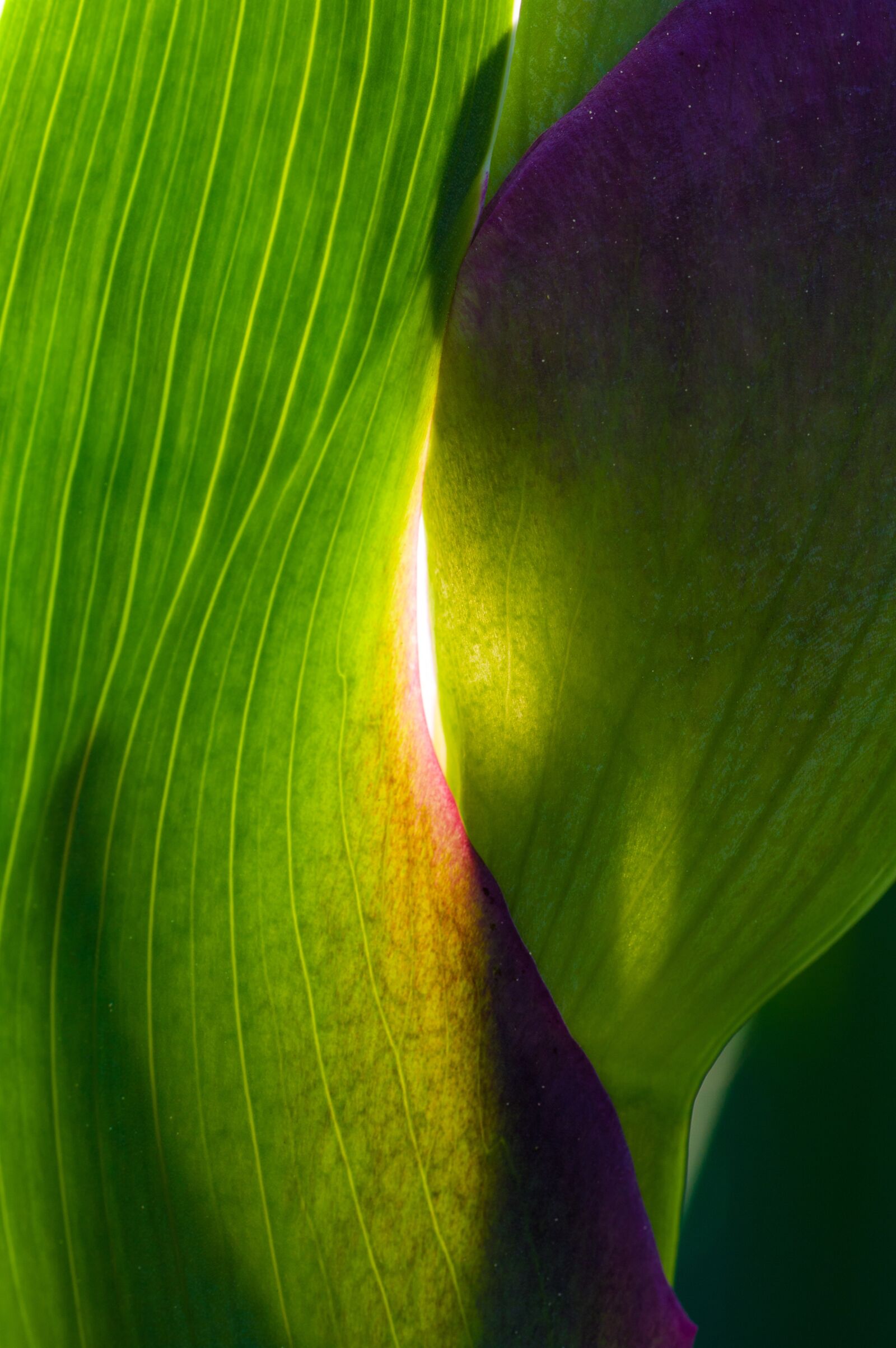Pentax KP + Sigma sample photo. Nature, macro, flower photography