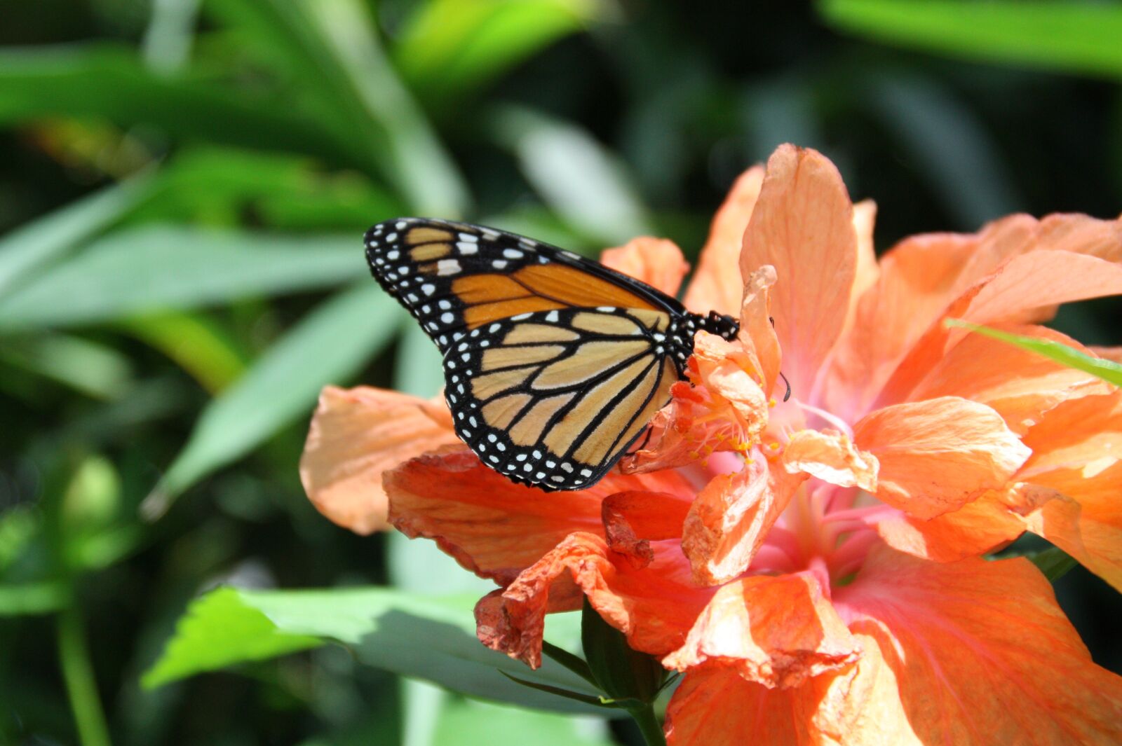 Canon EOS 450D (EOS Rebel XSi / EOS Kiss X2) sample photo. Butterfly, nature, insect photography