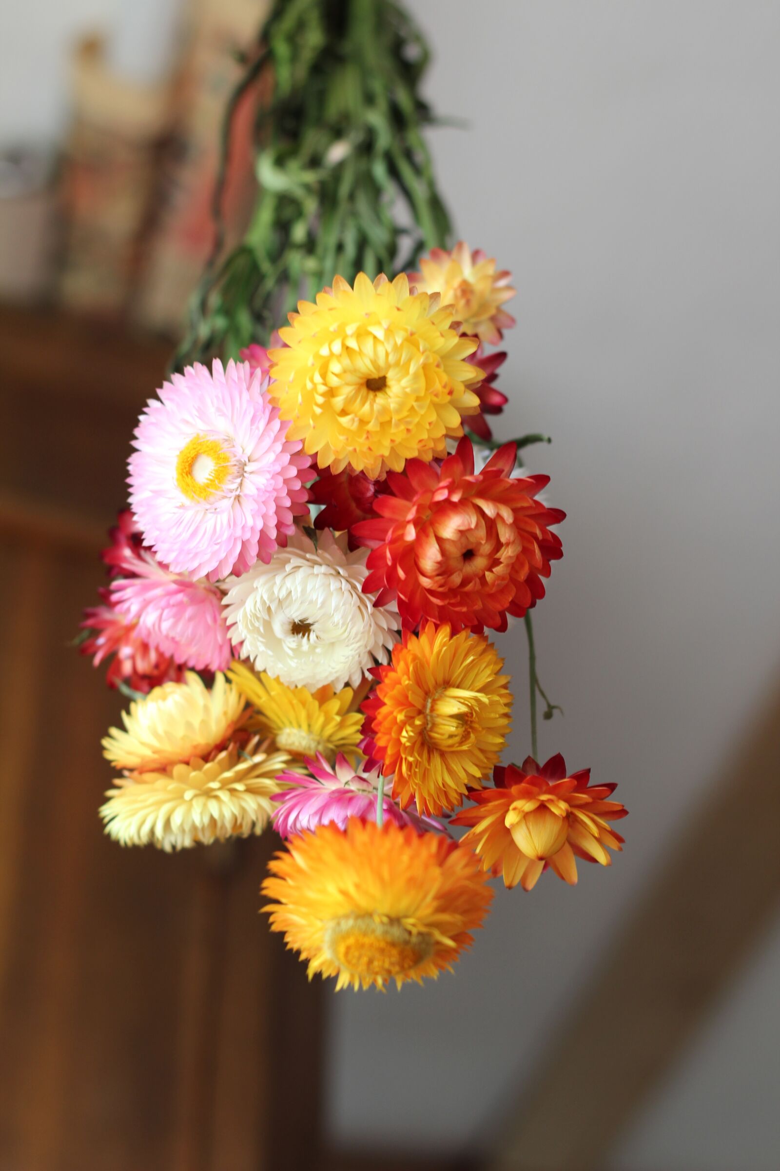 Canon EOS 600D (Rebel EOS T3i / EOS Kiss X5) + Canon EF 50mm F1.8 II sample photo. Flowers, autumn, dried flowers photography