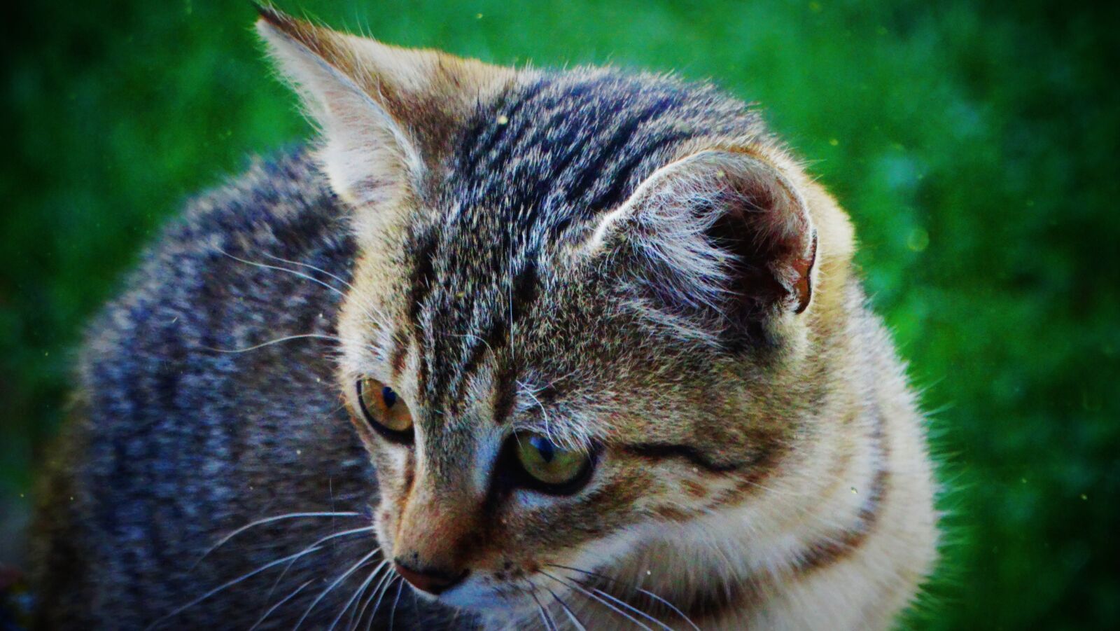 Sony Cyber-shot DSC-HX300 sample photo. Cat, kitten, animal photography