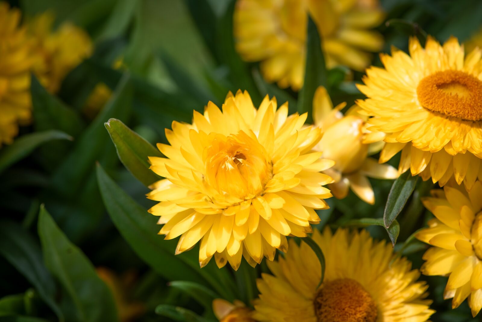 Nikon D750 sample photo. Straw flowers, flowers, yellow photography