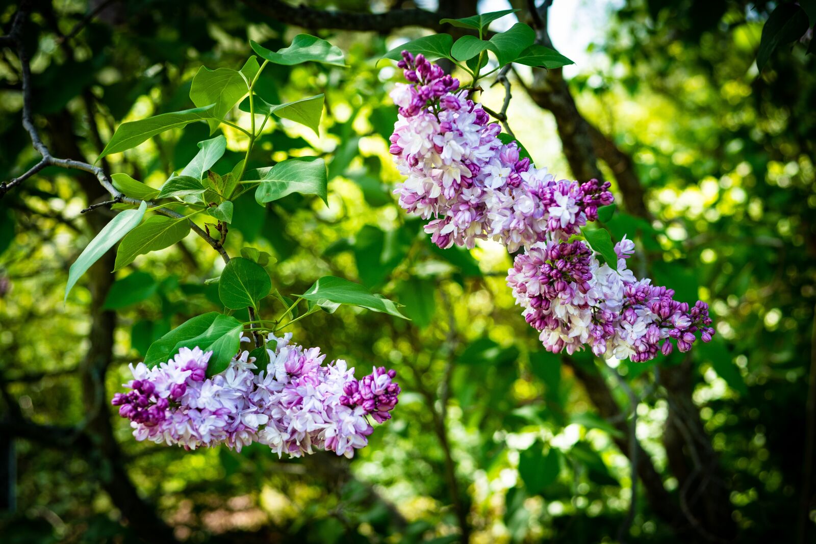 Panasonic Leica DG Summilux 25mm F1.4 II ASPH sample photo. Lilac, pink lilac, flower photography