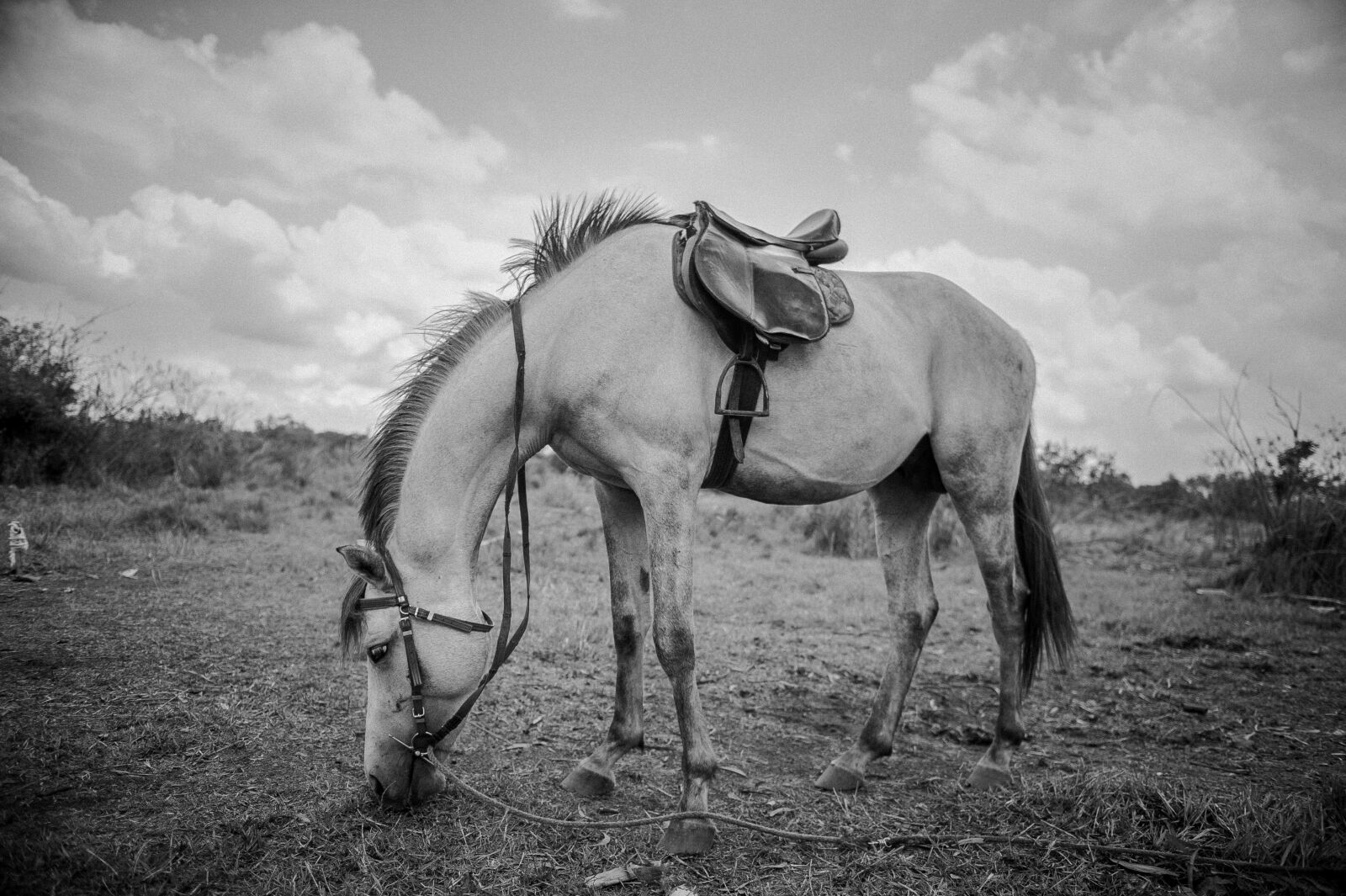 Nikon D700 sample photo. Horse, mammal, people photography