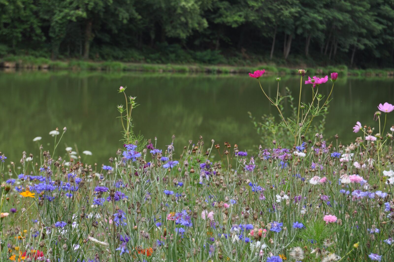 Nikon D5000 sample photo. Nature, meadows, summer photography