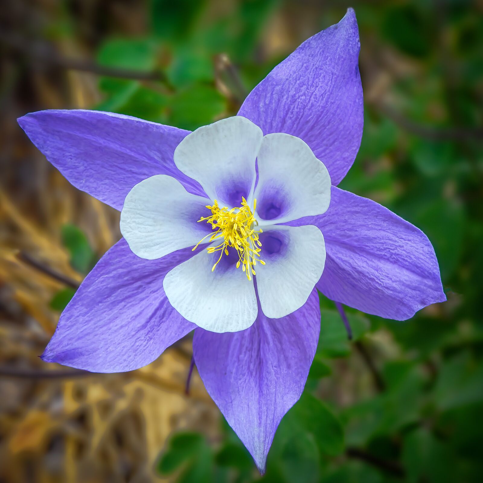 Canon EOS 5D Mark III sample photo. Flower, blue, petals photography