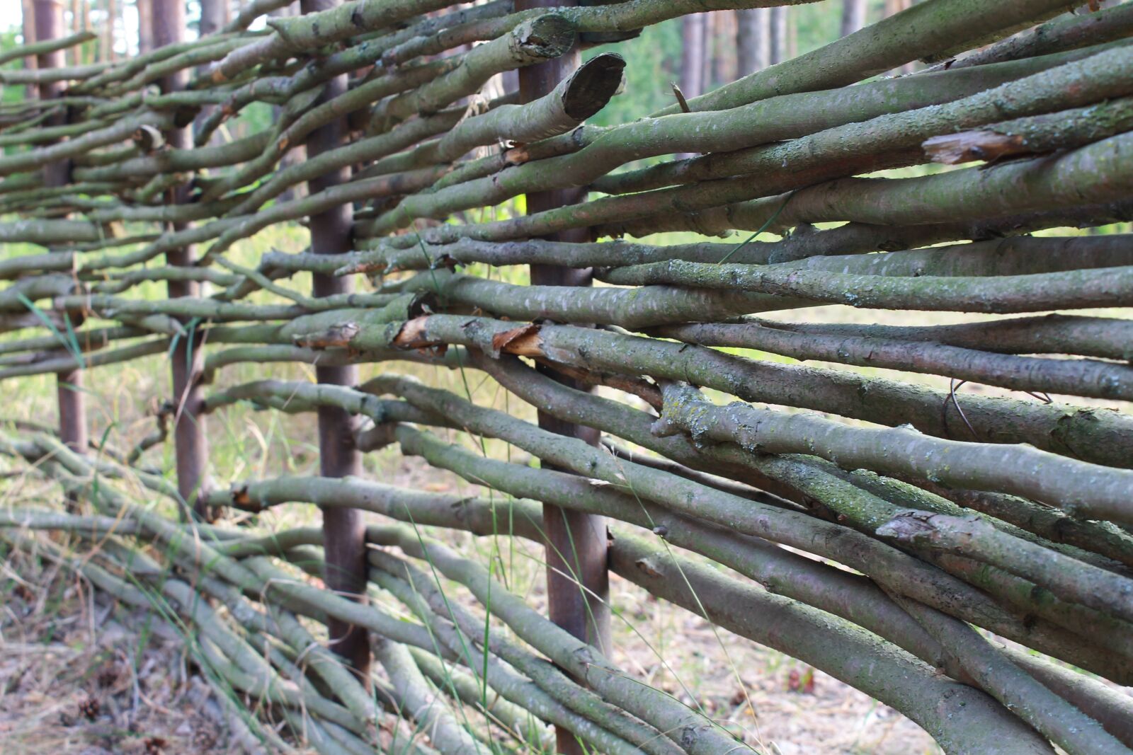 Canon EOS 1100D (EOS Rebel T3 / EOS Kiss X50) sample photo. Fence, stick, tree photography