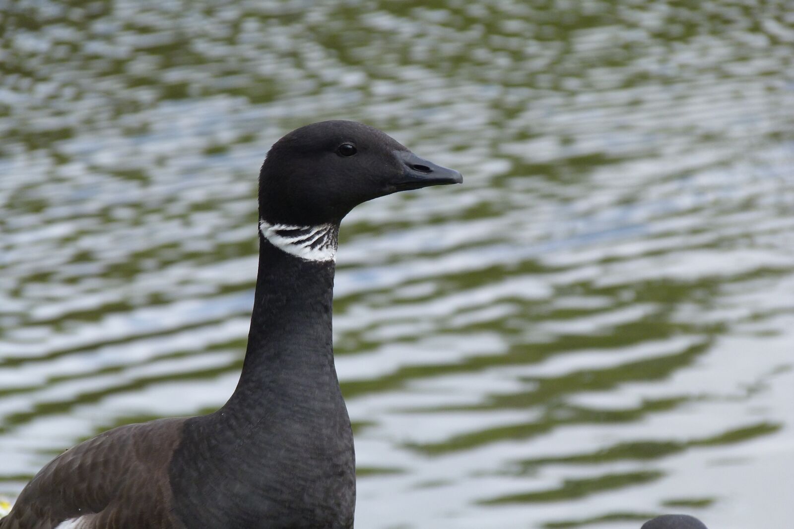 Panasonic Lumix DMC-FZ40 (Lumix DMC-FZ45) sample photo. Goose, wildfowl, bird photography