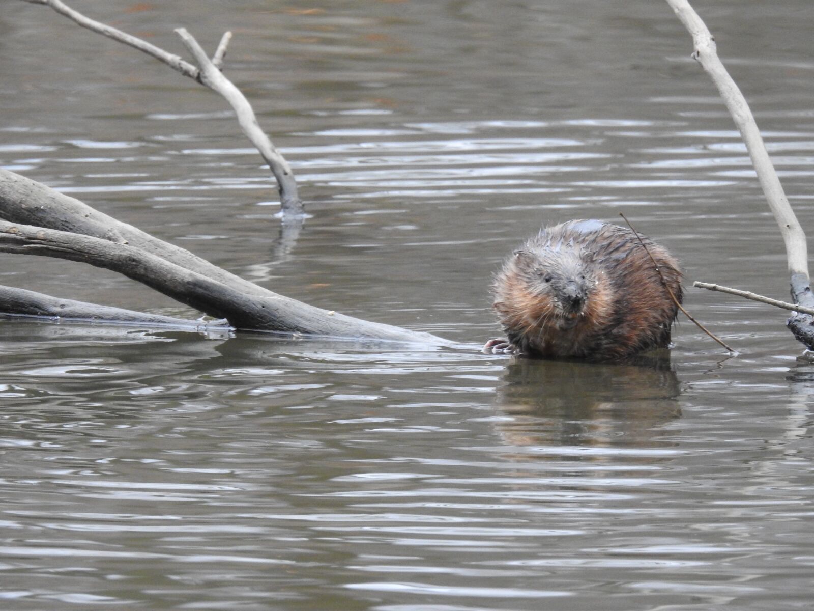 Nikon Coolpix P900 sample photo. Muskrat, creek, river photography