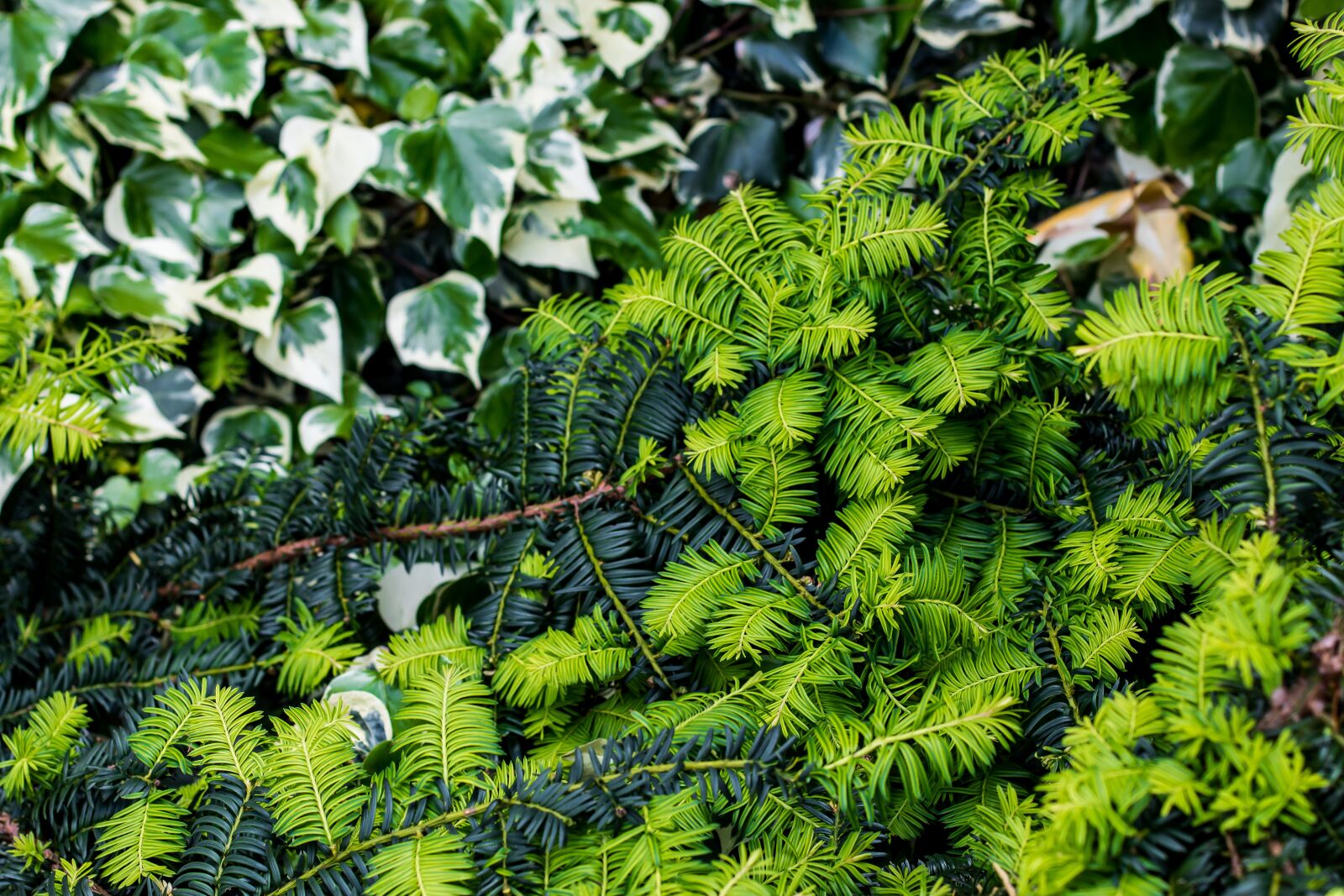 Canon EF 50mm F1.4 USM sample photo. Bush, green, nature photography