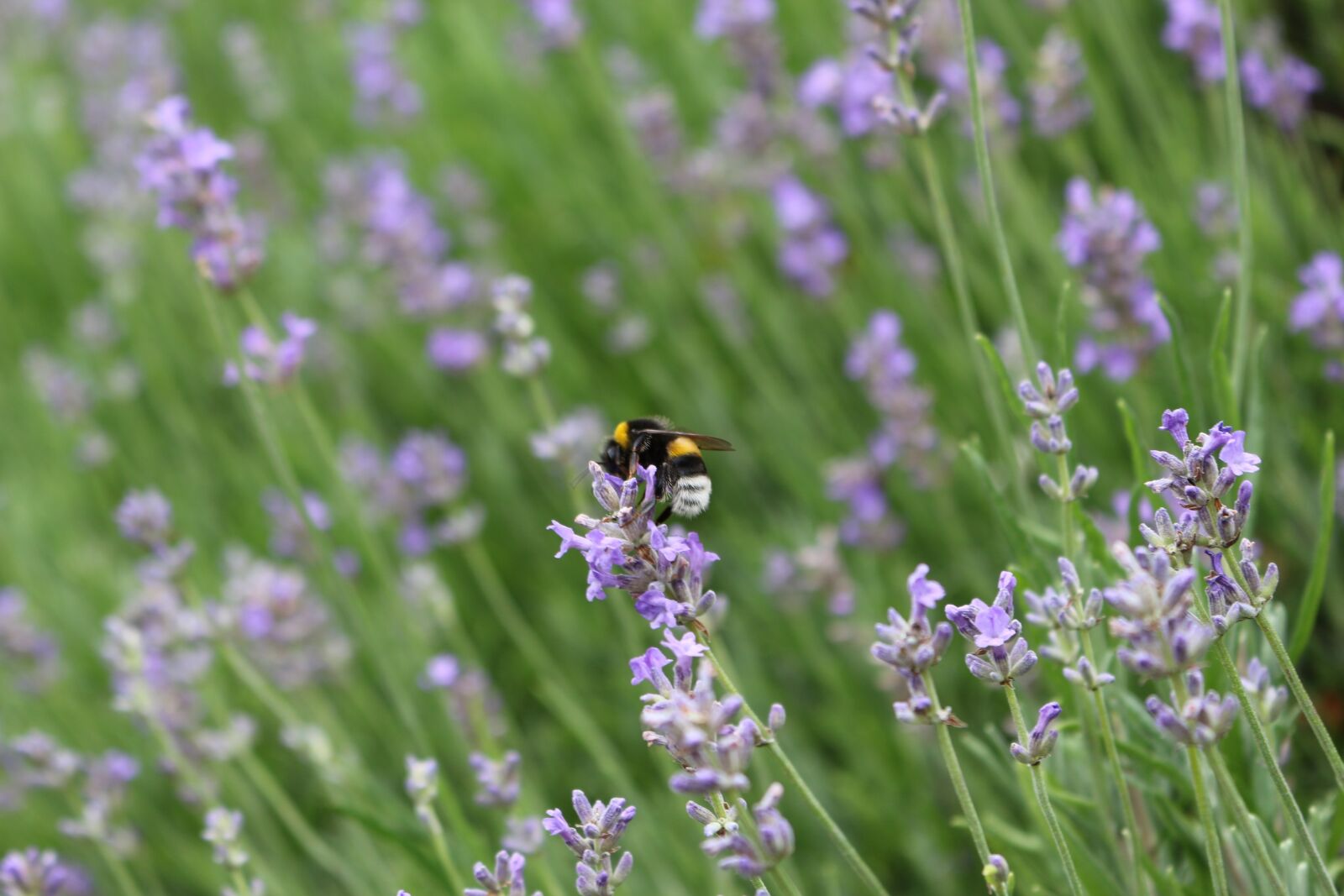 Canon EOS 700D (EOS Rebel T5i / EOS Kiss X7i) sample photo. Lavender, wasp, flower photography