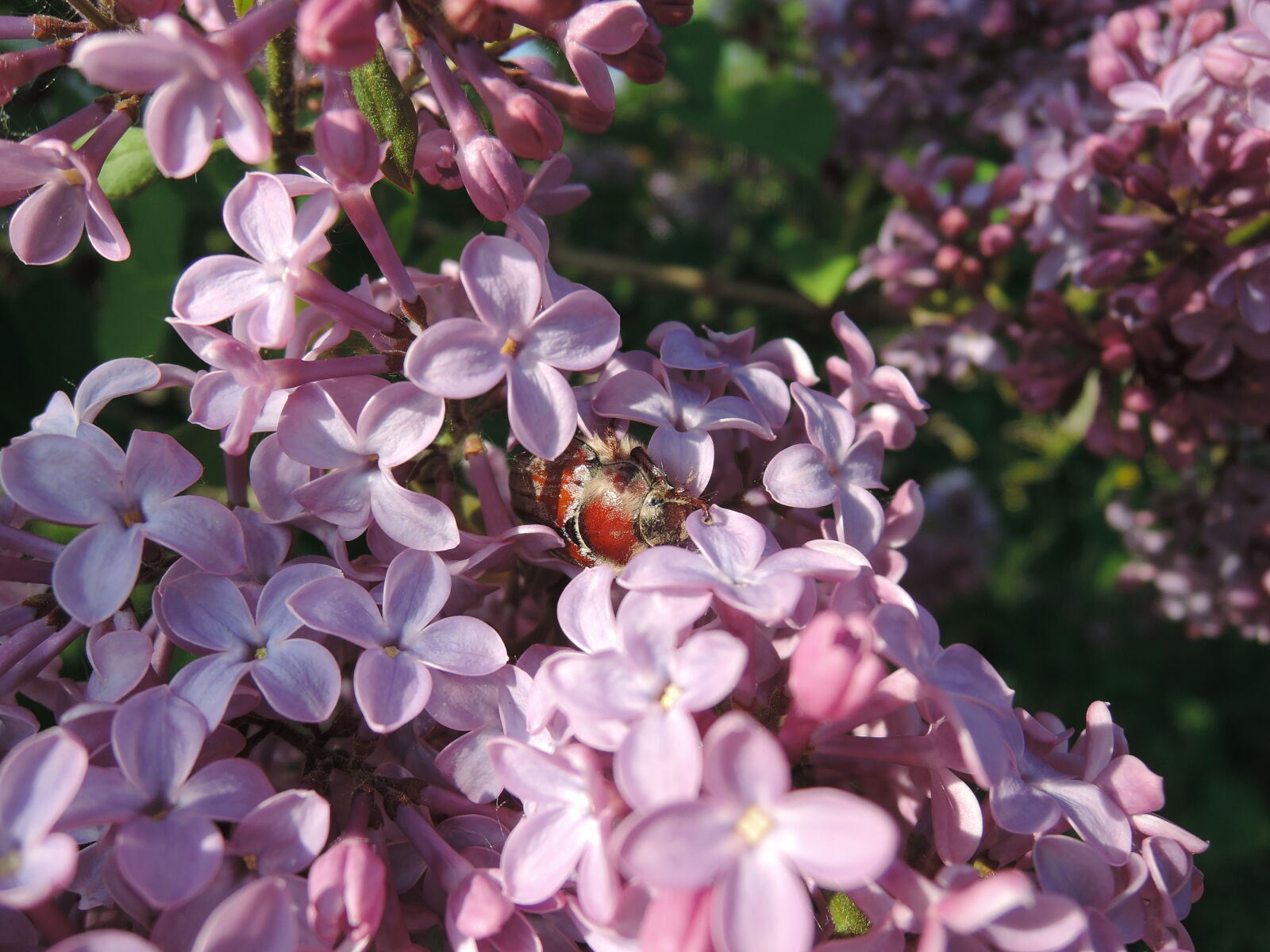 Nikon Coolpix P330 sample photo. Beetle, lilac, nature photography