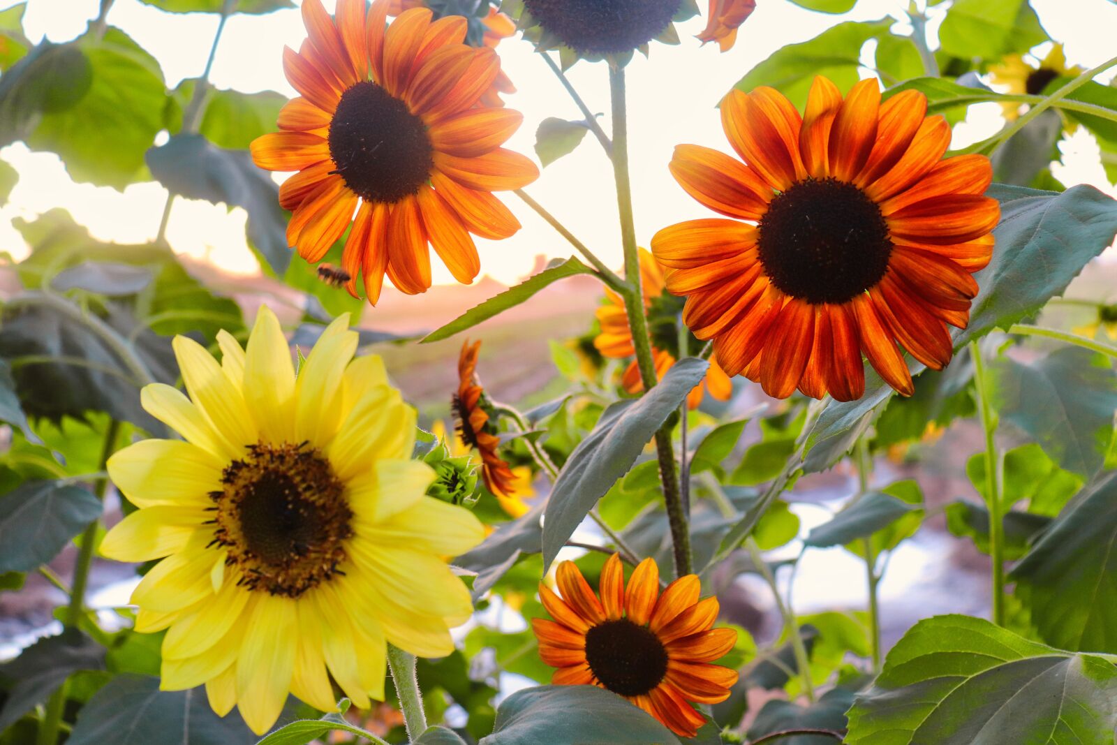 Canon EOS 200D (EOS Rebel SL2 / EOS Kiss X9) sample photo. Sunflowers, autumn, yellow photography