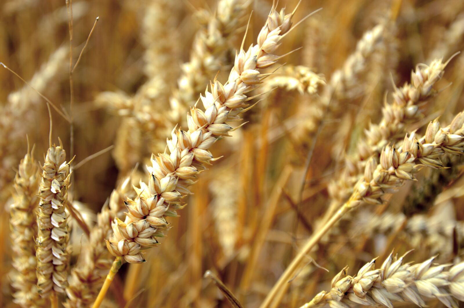 Nikon D3200 sample photo. Wheat, cereals, ear photography