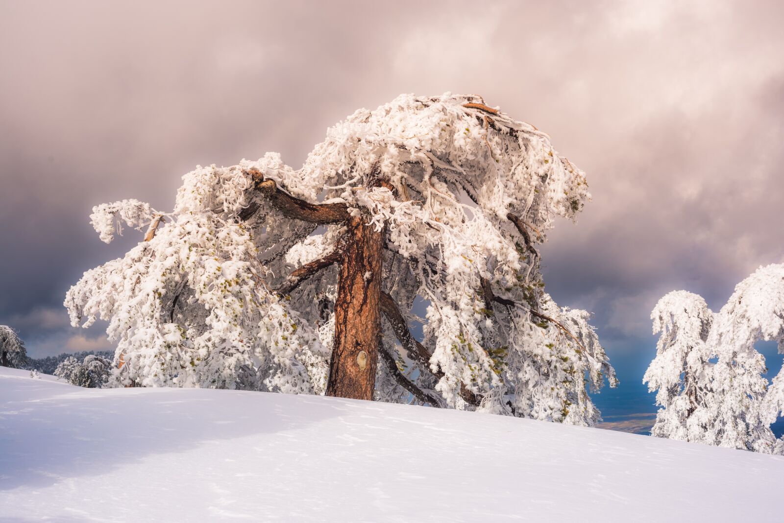 Nikon D800 sample photo. Pine, sky, snow photography