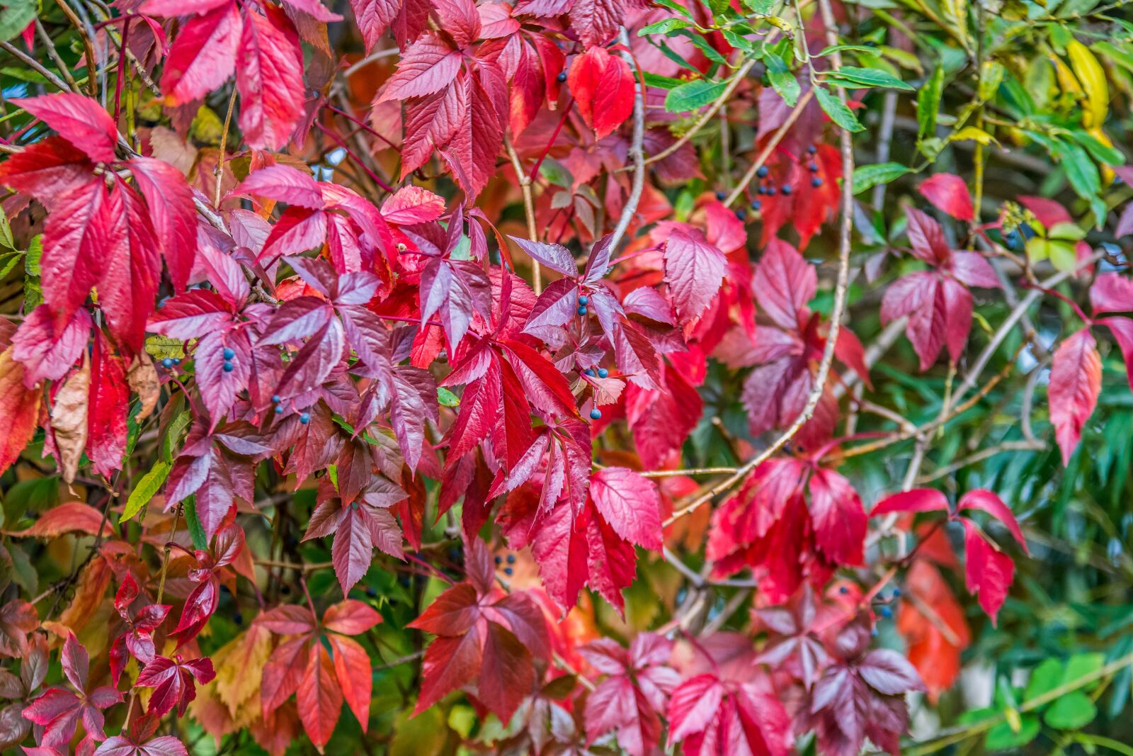 Nikon D7200 sample photo. Foliage, fruit, red photography