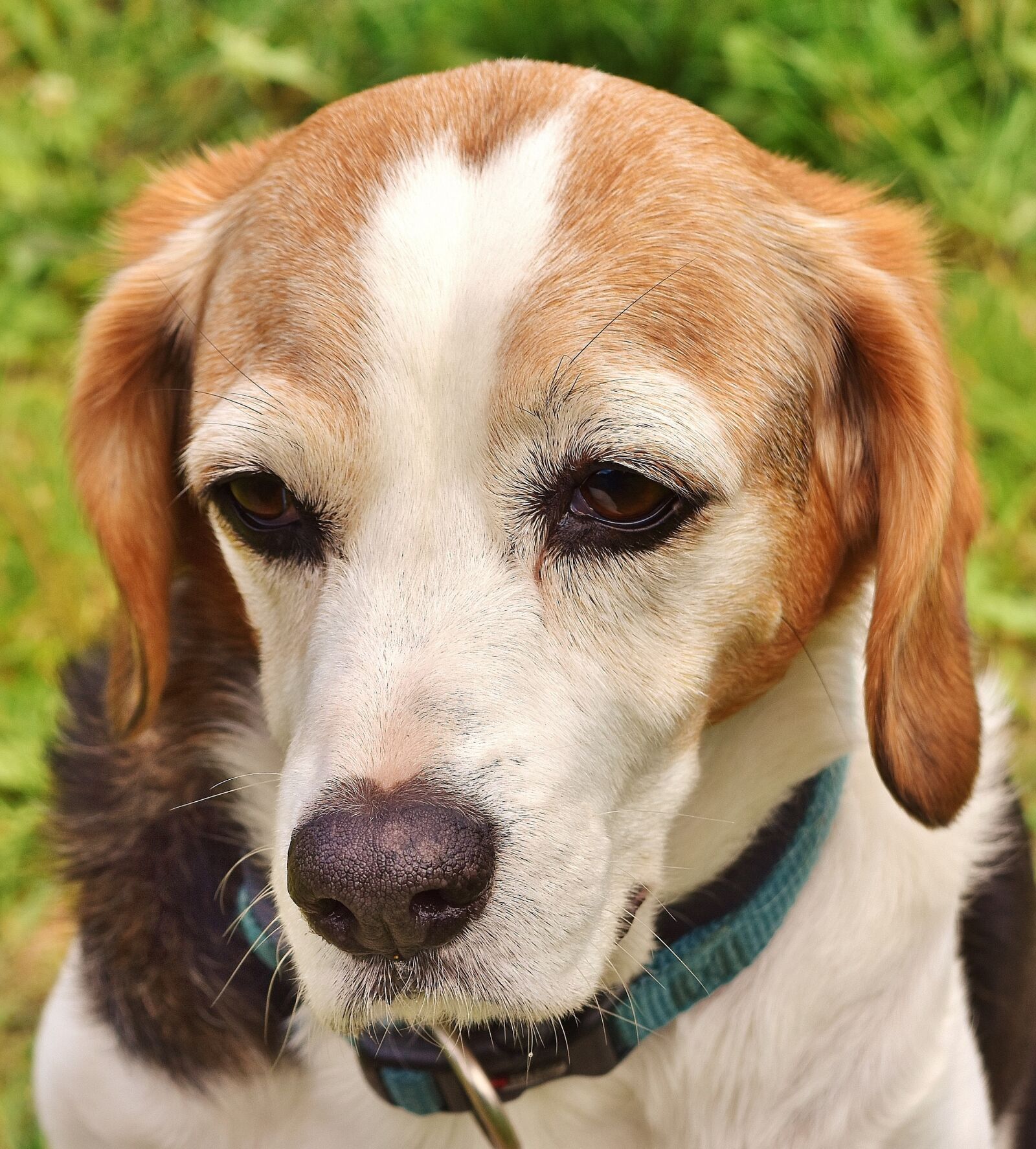 Nikon D7200 sample photo. Dog, pet, animal photography