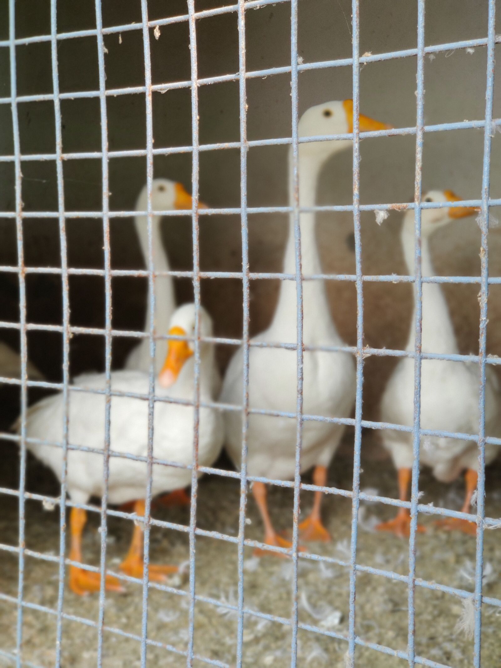 OnePlus HD1901 sample photo. Ducks, photography, closeshot photography