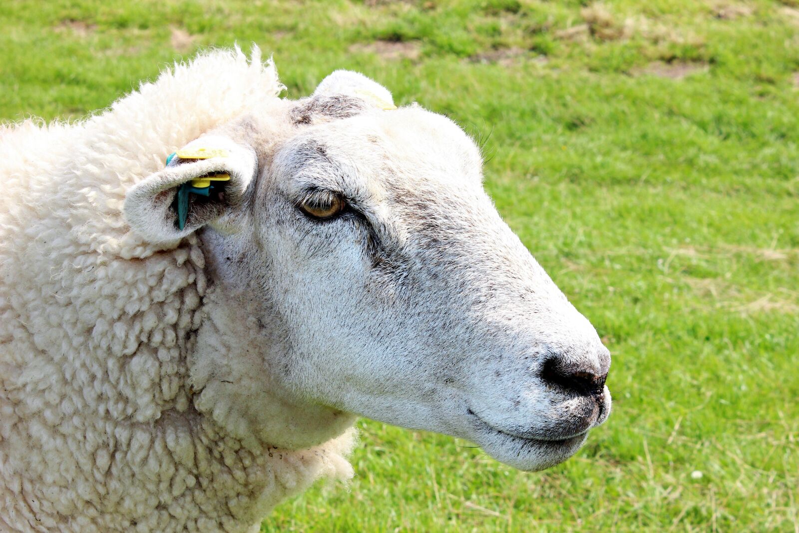 Canon EOS 600D (Rebel EOS T3i / EOS Kiss X5) sample photo. Sheep, wool, fur photography