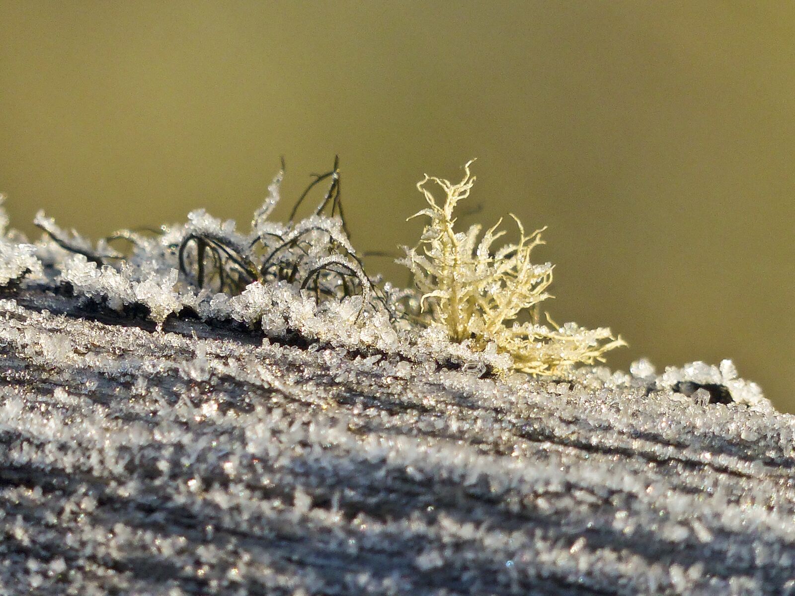 Panasonic Lumix DMC-FZ200 sample photo. Frosted, frozen, ice covered photography