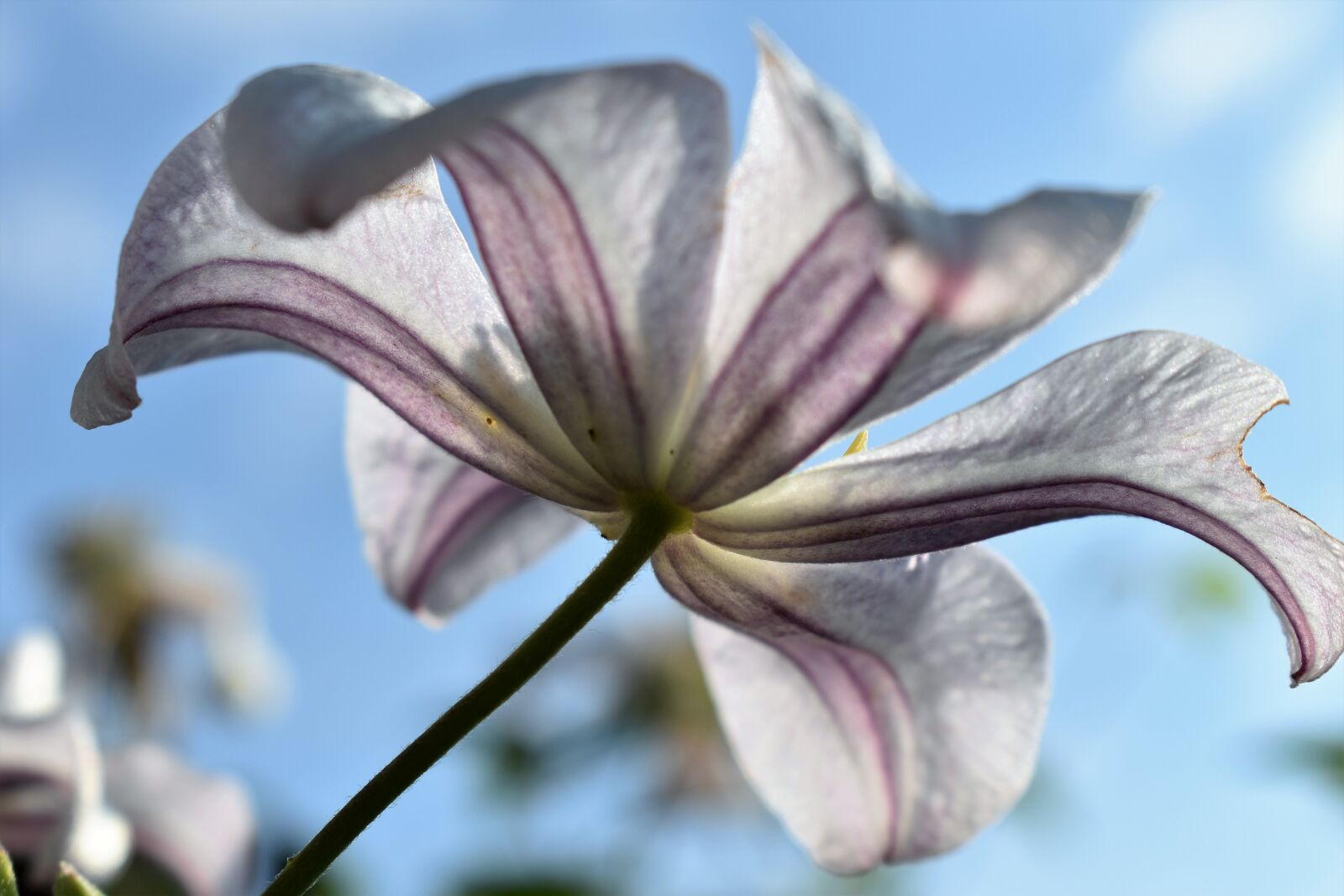 Nikon D5500 sample photo. Clematis, nature, flower photography