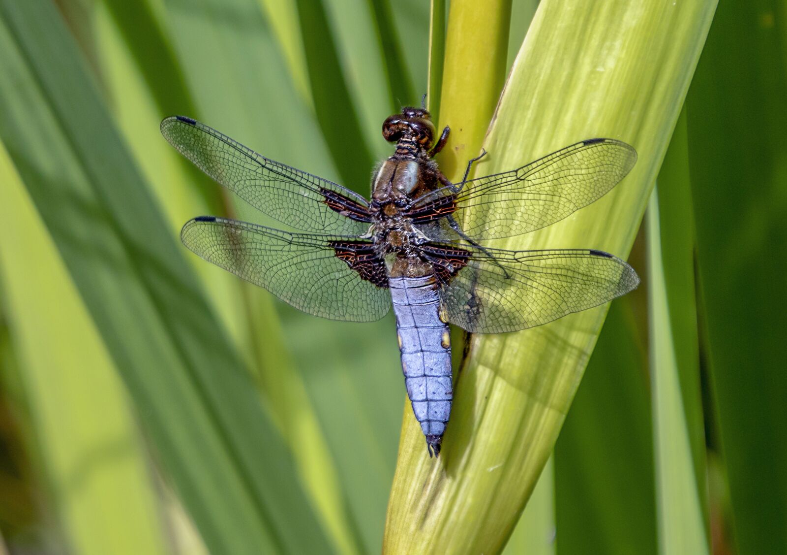 Sigma 100-400mm F5-6.3 DG OS HSM sample photo. Black tailed skimmer, male photography