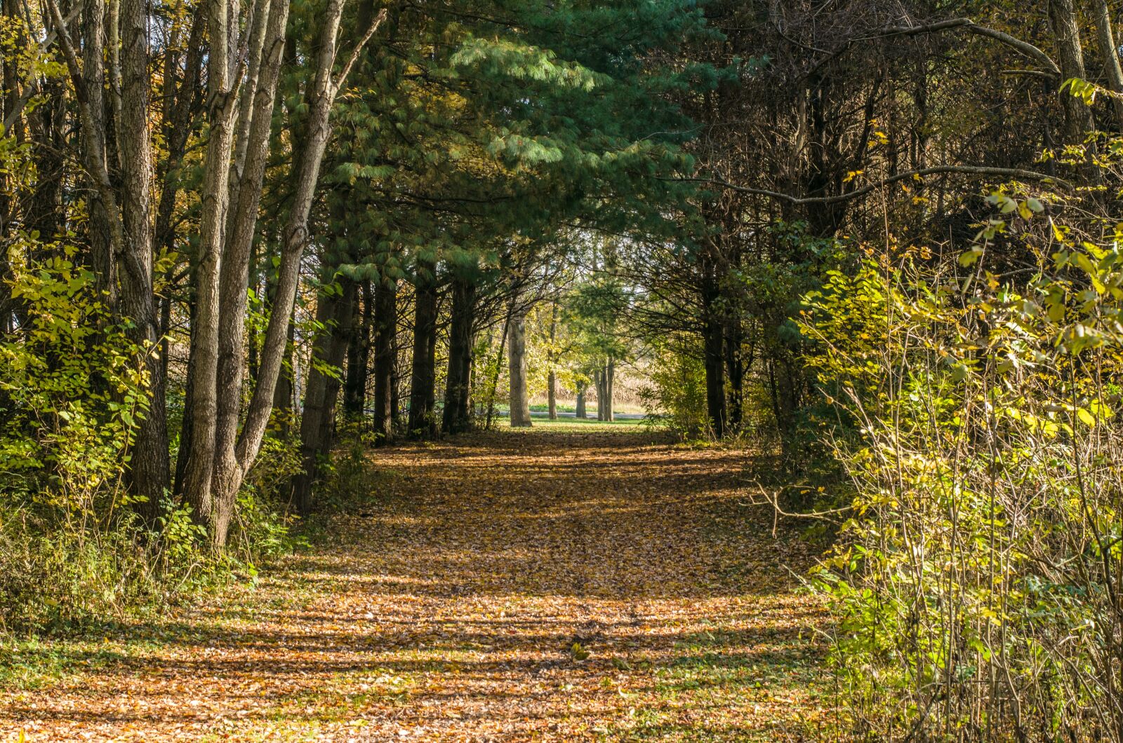Nikon D7000 sample photo. Fall, woods, autumn photography
