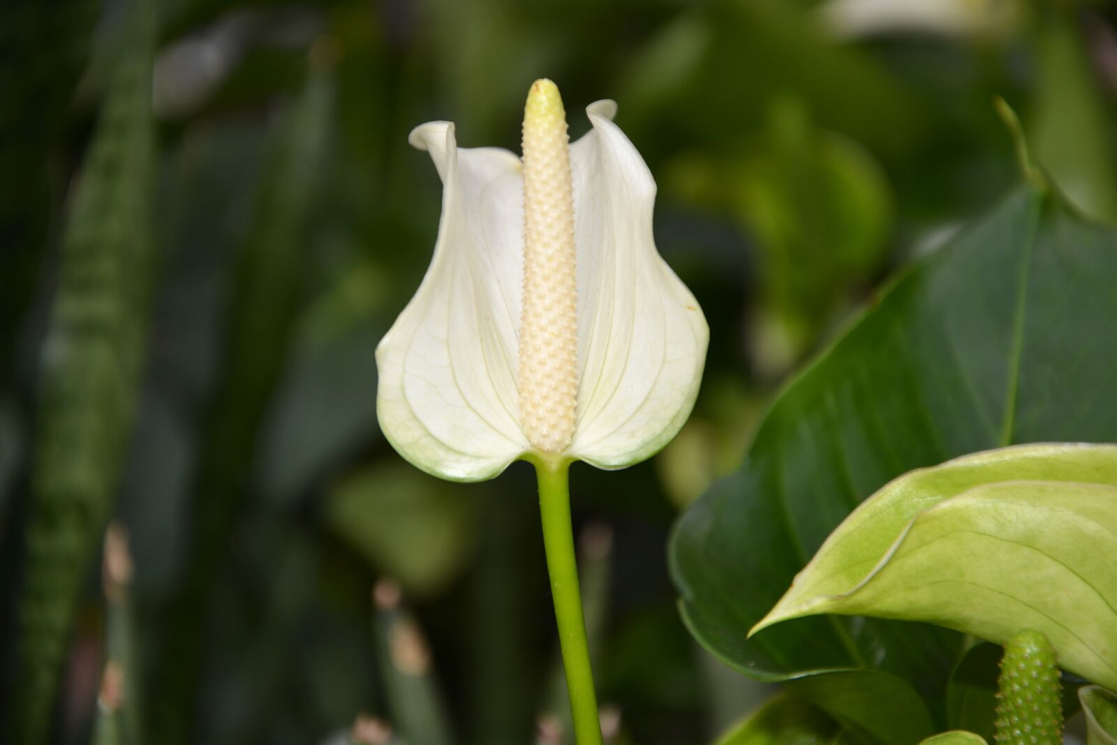 Nikon D5200 sample photo. Flower, flowers white anthurium photography