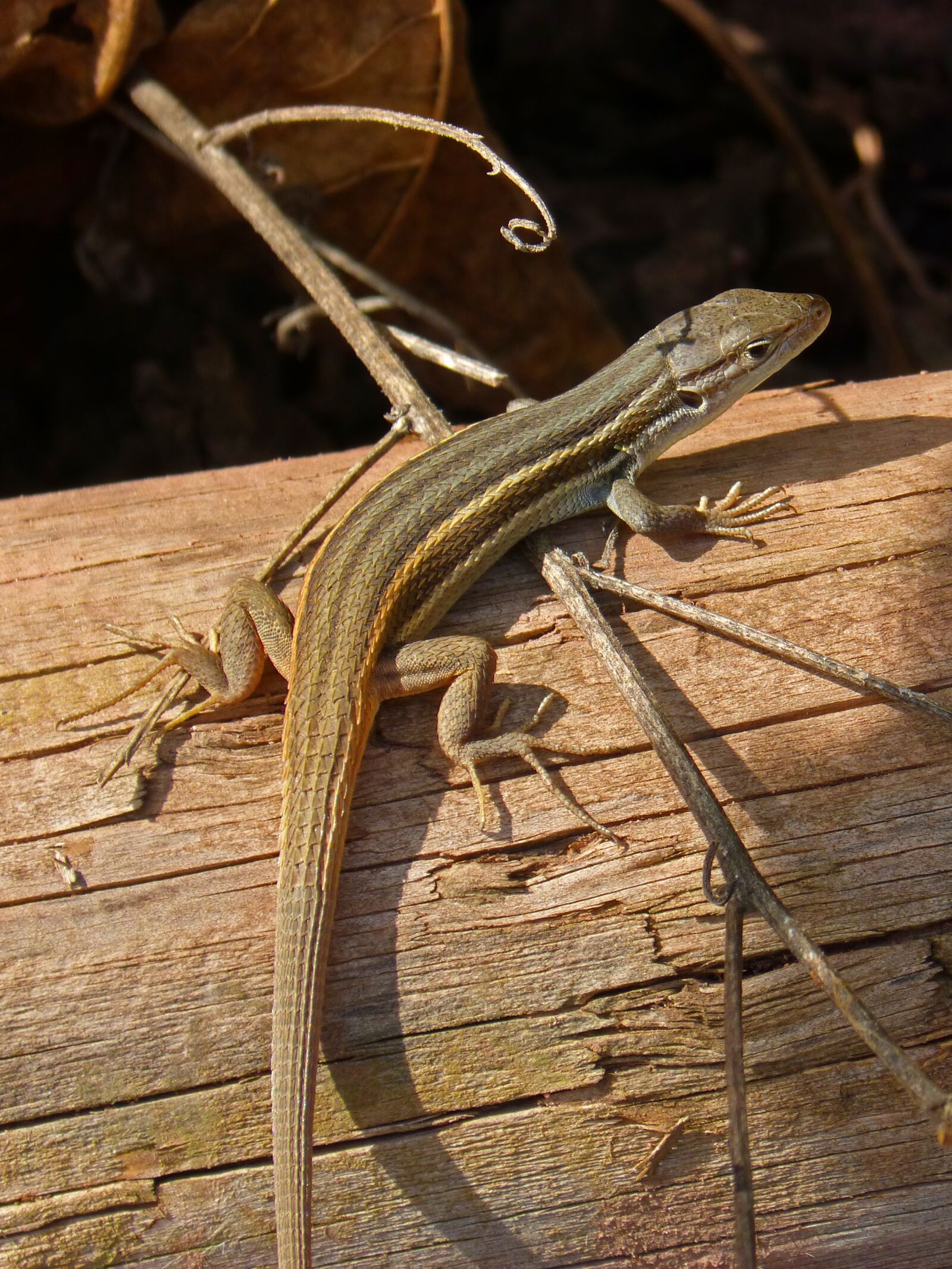 Panasonic DMC-FZ62 sample photo. Lizard, sargantana, trunk photography
