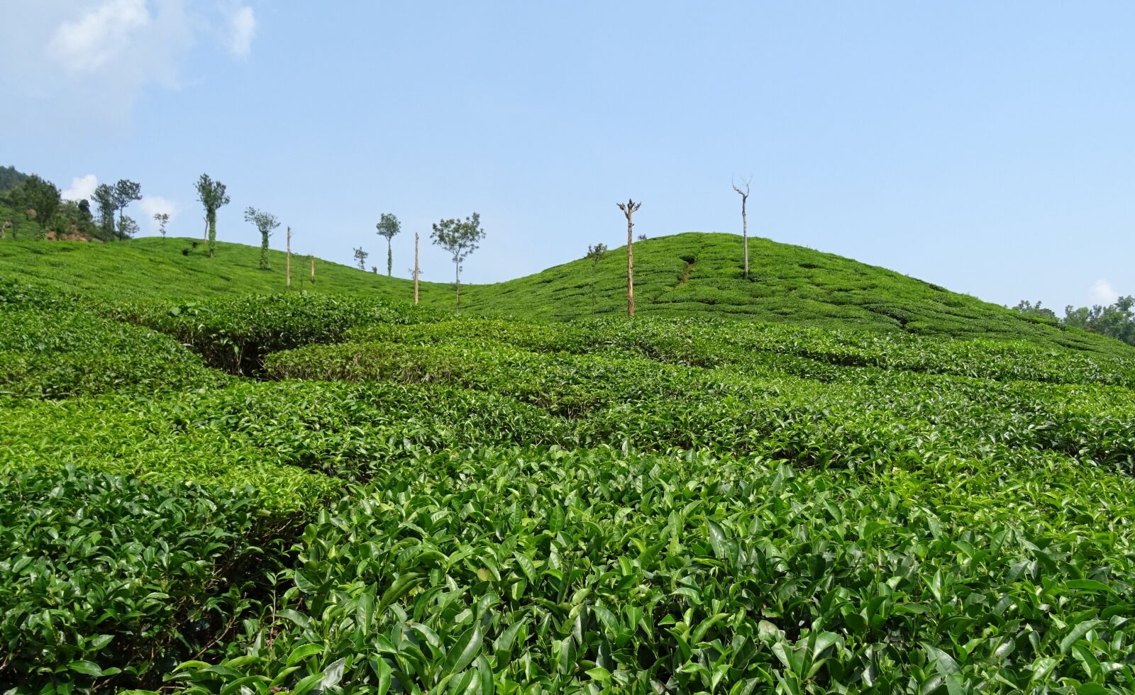 Sony DSC-HX60V sample photo. Tea garden, tea, plant photography