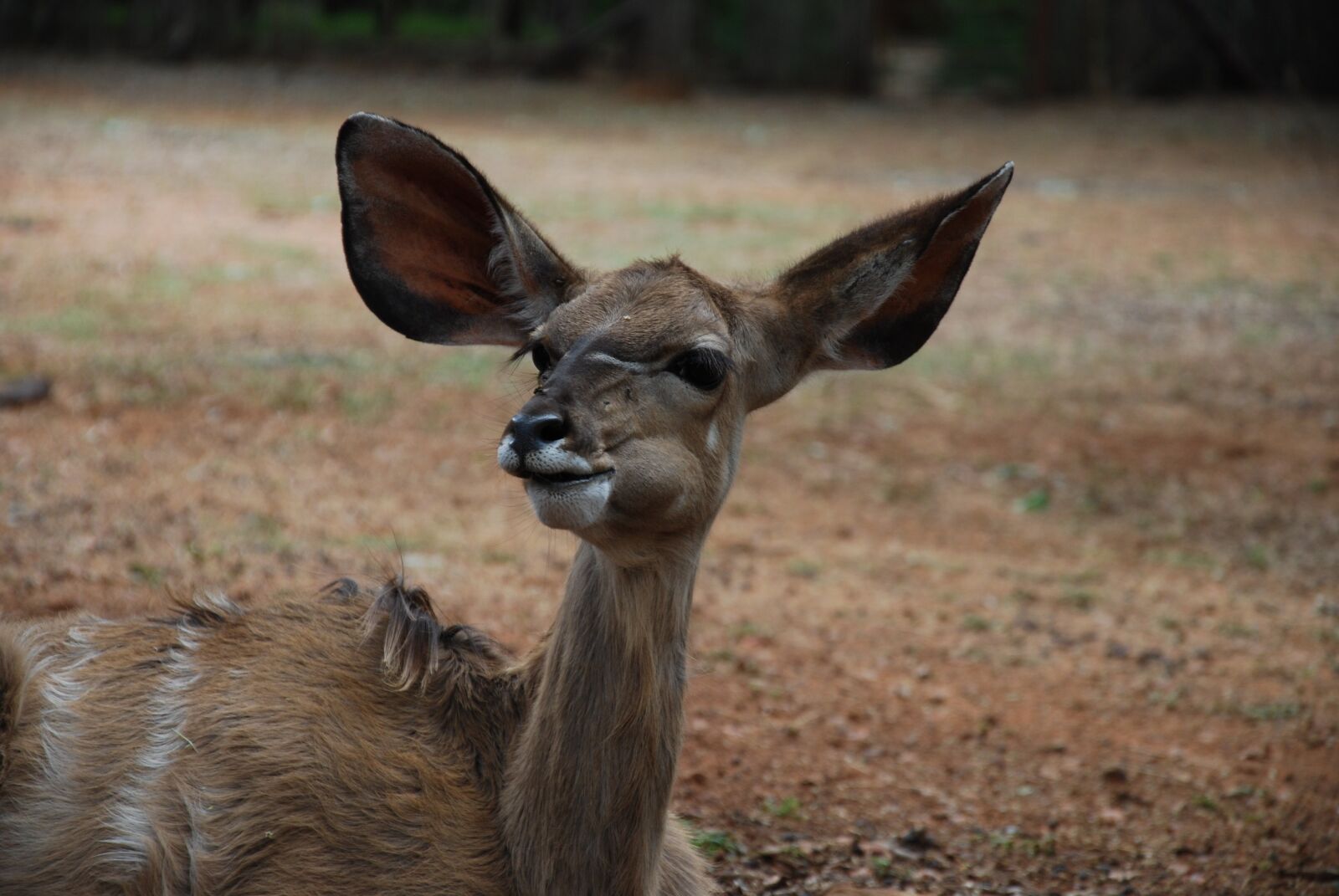 Nikon D60 sample photo. Kudu, young, animal photography