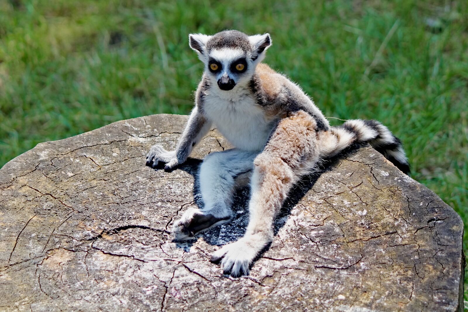 Canon EOS 550D (EOS Rebel T2i / EOS Kiss X4) sample photo. Lemur, kata, sitting photography