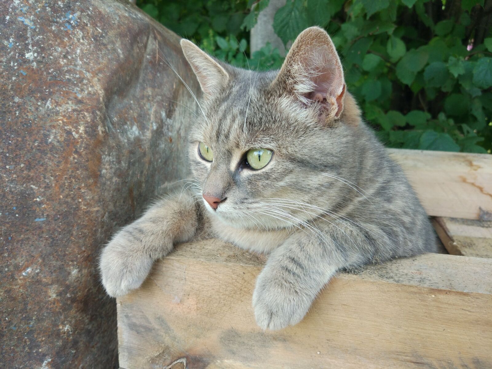 Xiaomi MI 5 sample photo. Cat, animals, pet photography